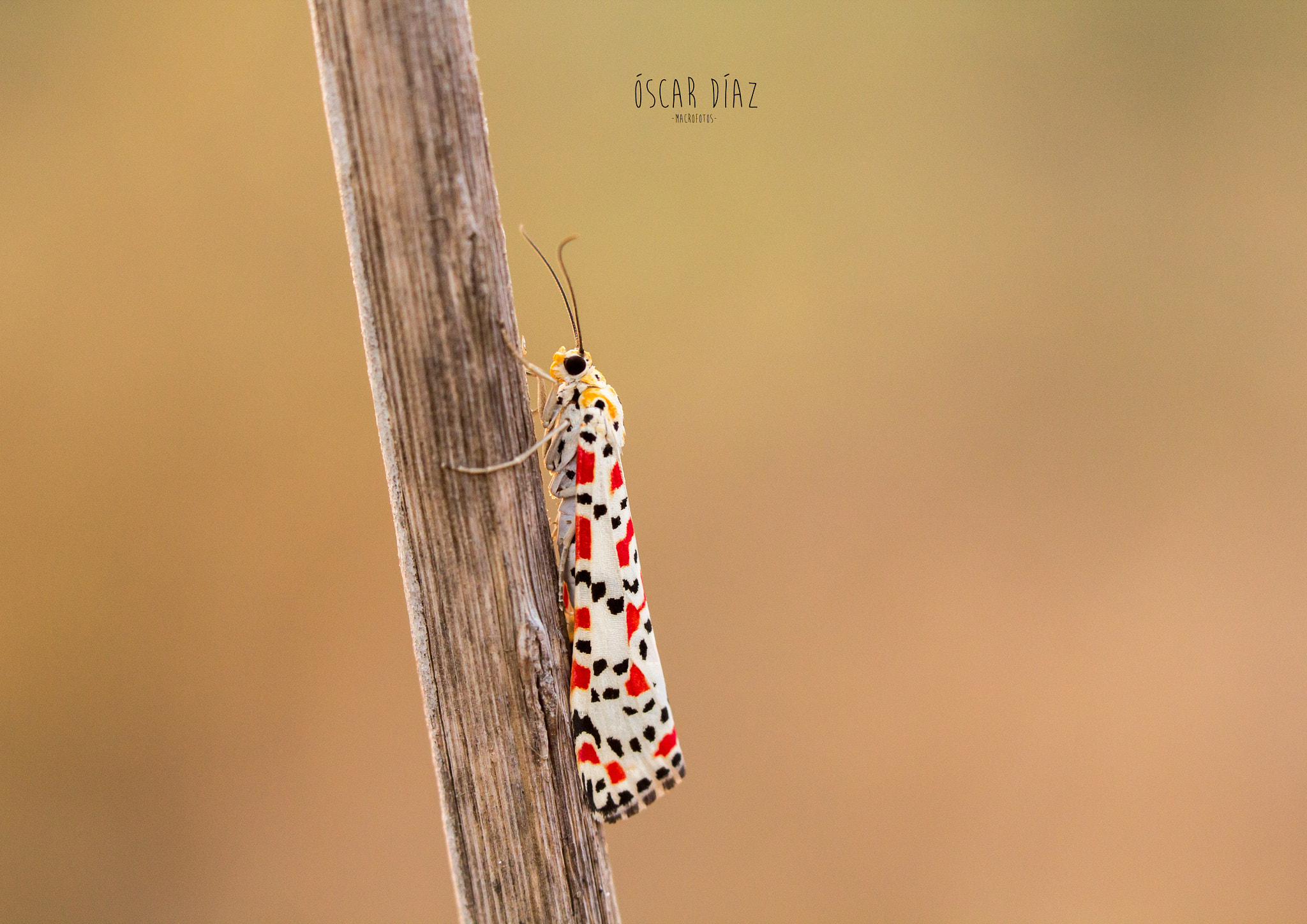 Canon EOS 60D sample photo. La mariposa que se posa photography