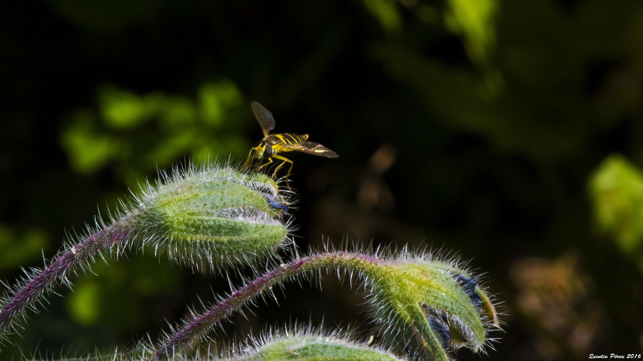 Nikon D5500 + Nikon AF-S Micro-Nikkor 105mm F2.8G IF-ED VR sample photo. Bouton de fleur de bourrache... photography