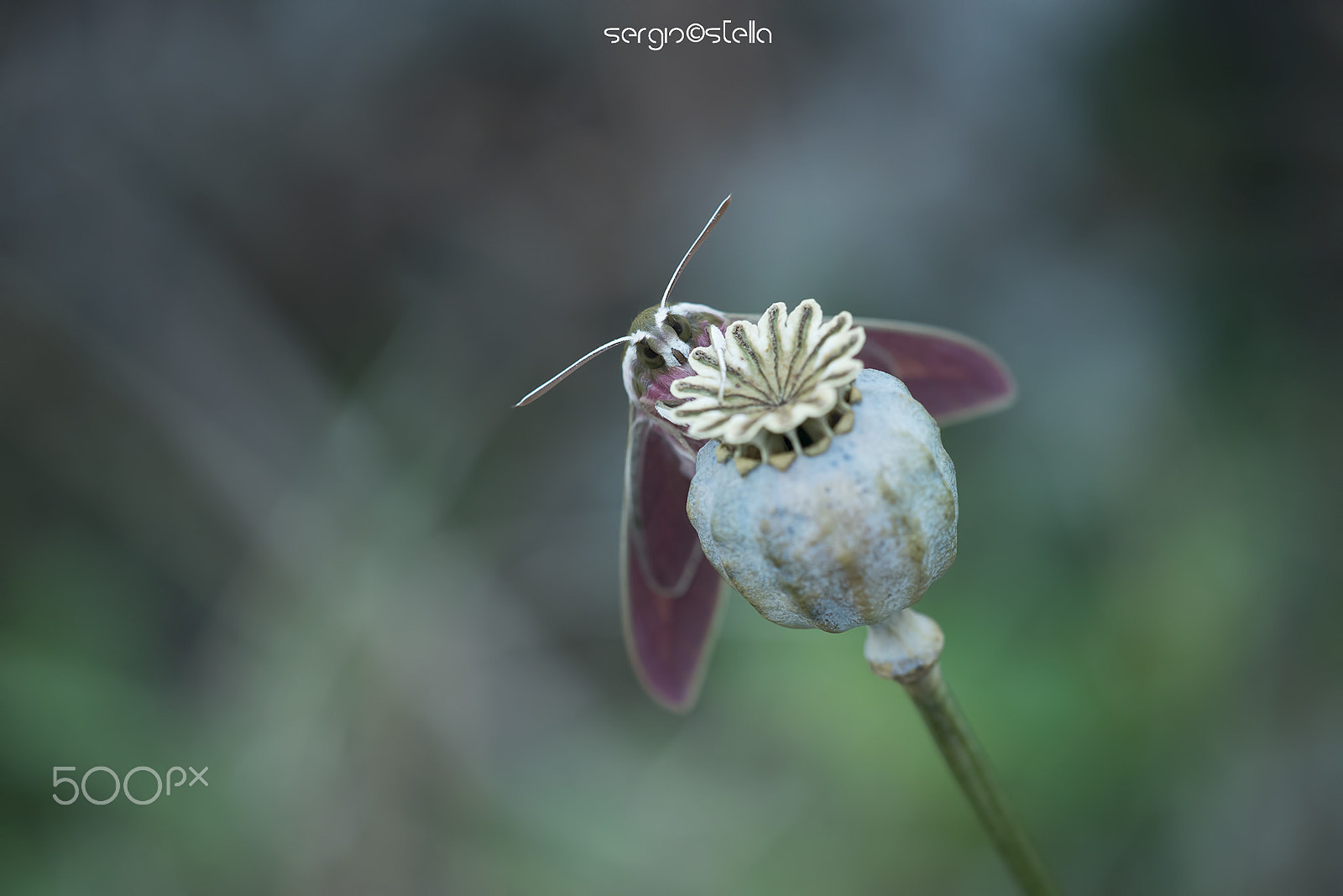 Sigma 150mm F2.8 EX DG Macro HSM sample photo. Sfinge_due photography