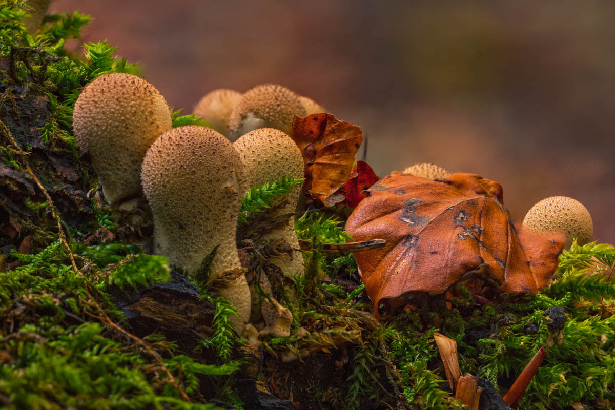 Canon EOS 70D sample photo. Tiny mushroom photography