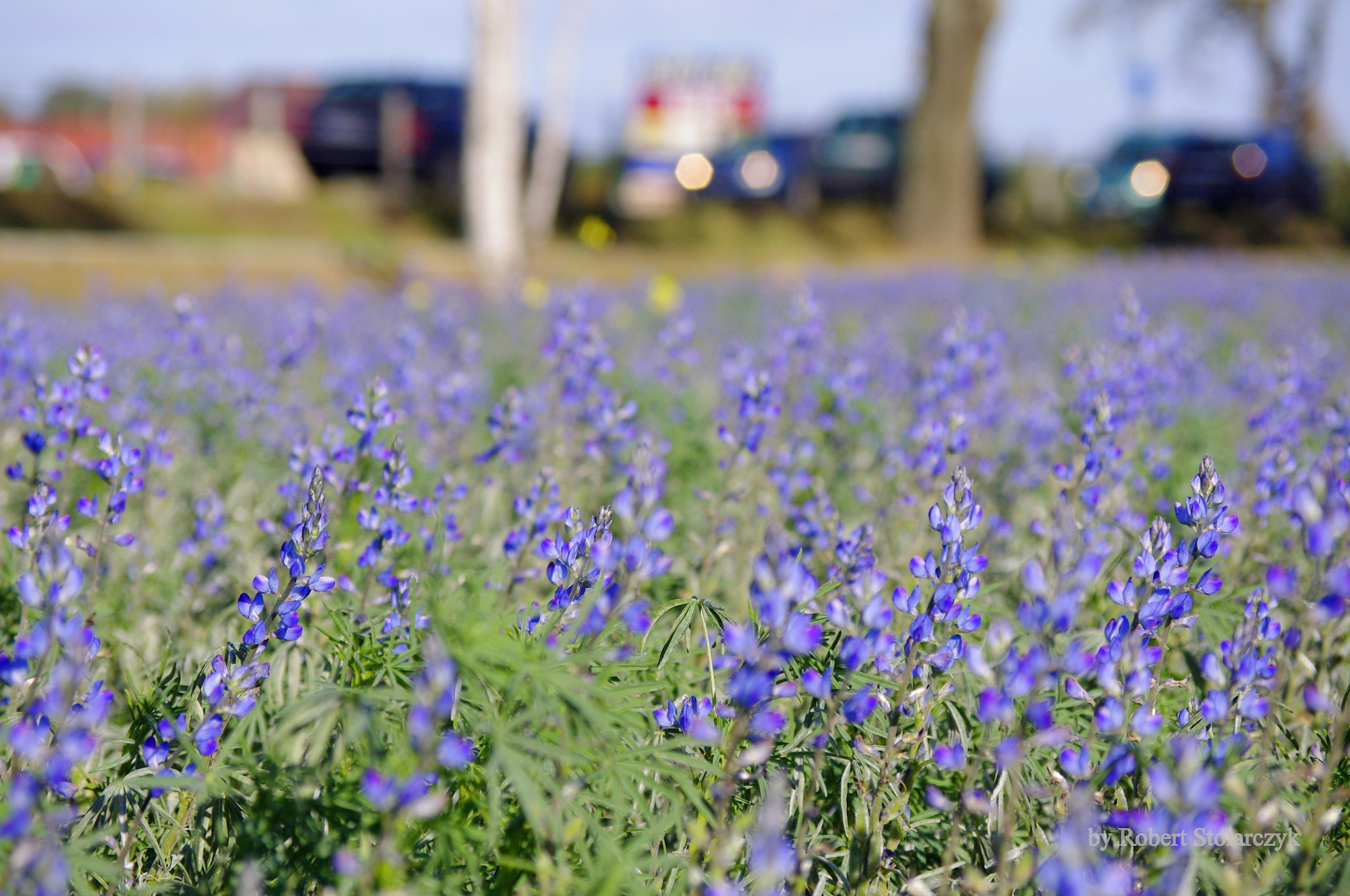 smc PENTAX-DA L 50-200mm F4-5.6 ED sample photo. By the road photography