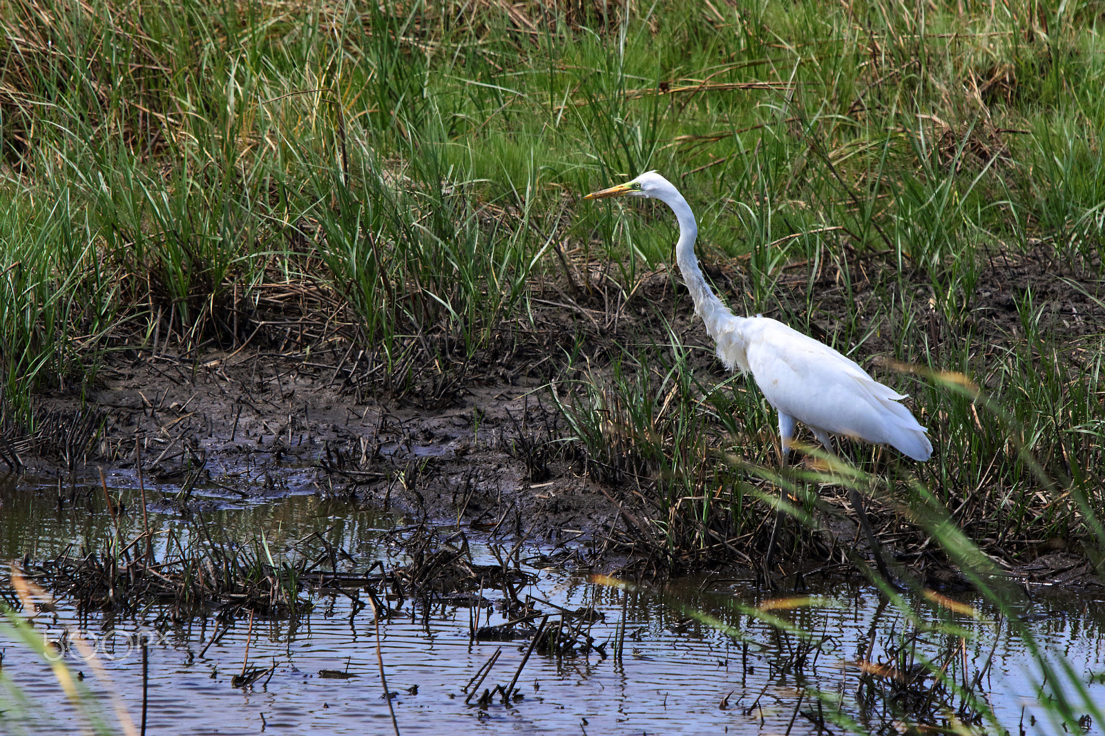 Canon EOS 7D Mark II sample photo. Walking through the swamp photography