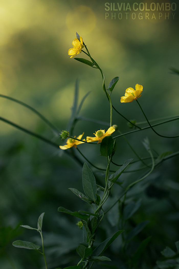 Canon EOS 600D (Rebel EOS T3i / EOS Kiss X5) + Canon EF 100mm F2.8L Macro IS USM sample photo. Entwined photography