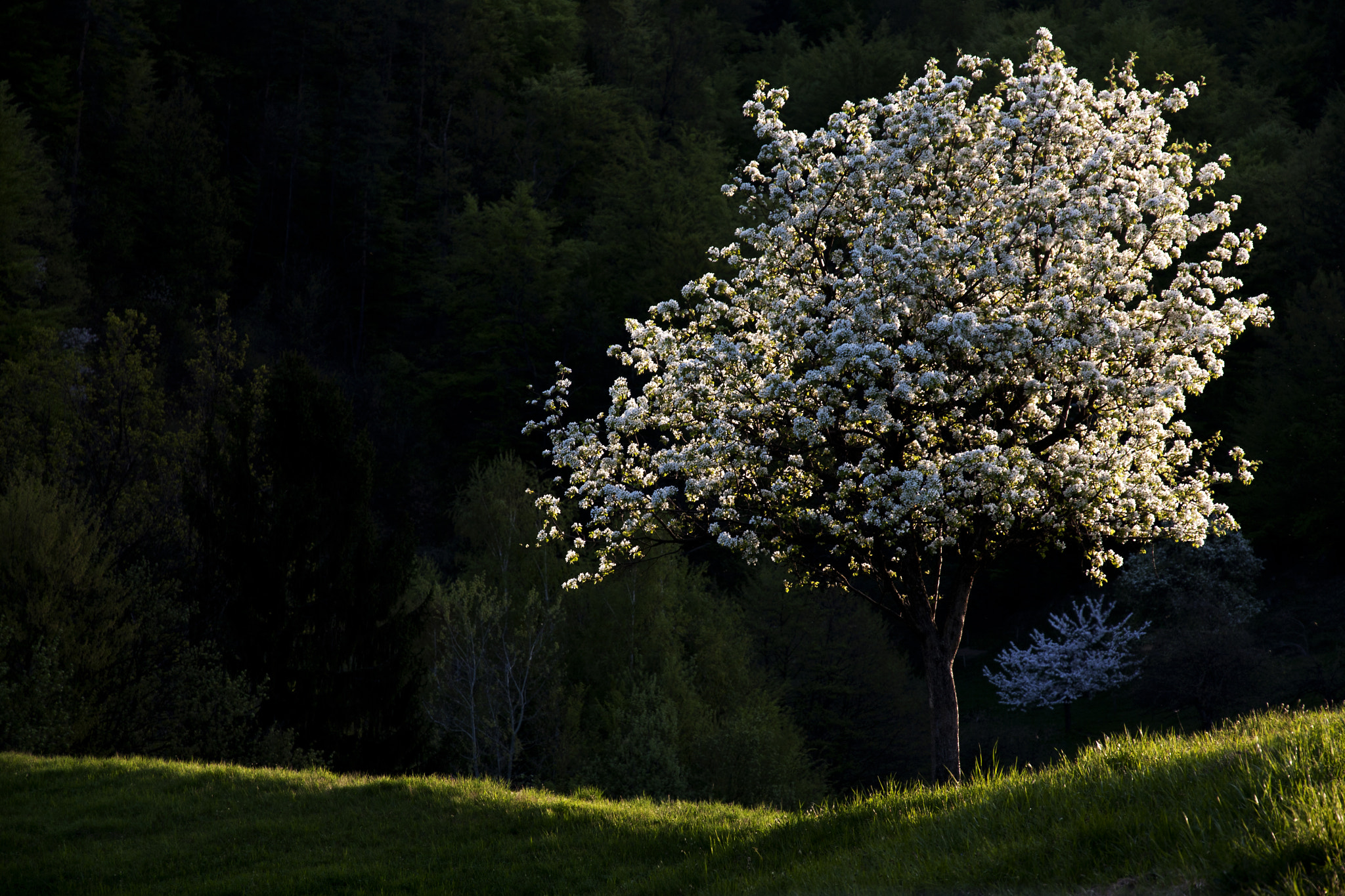 Canon EOS 40D sample photo. Blomming tree01.jpg photography