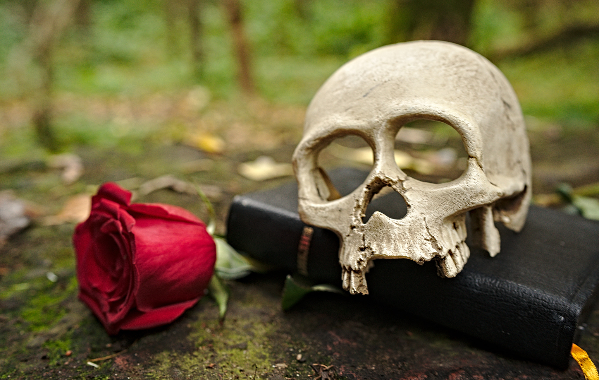 Sony a7R sample photo. Rose and skull photography