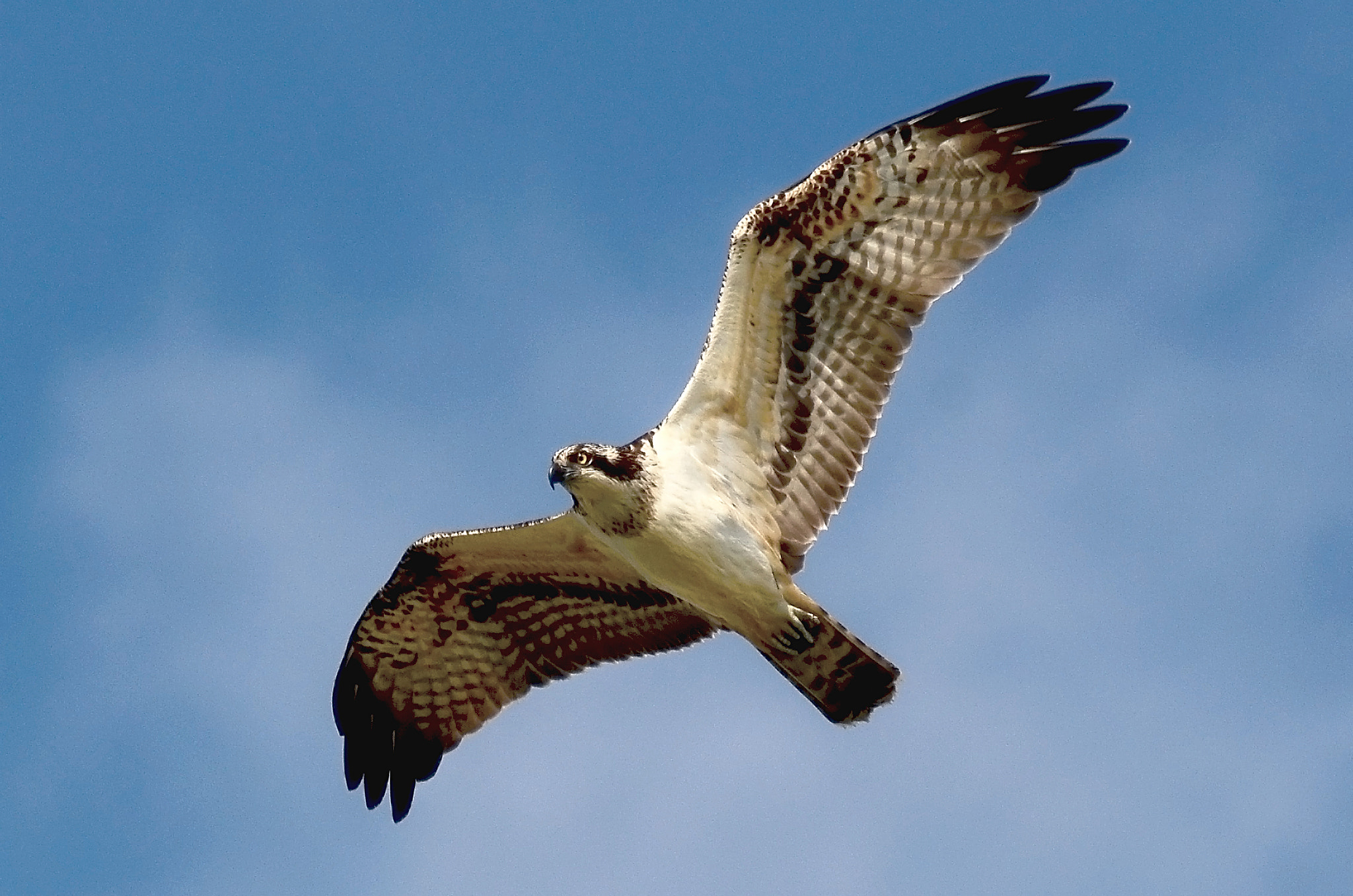 Sigma 150-600mm F5-6.3 DG OS HSM | C sample photo. Osprey photography