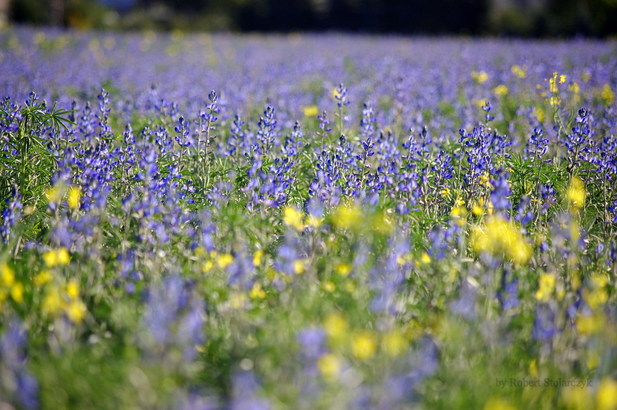 smc PENTAX-DA L 50-200mm F4-5.6 ED sample photo. The autumn carpet photography
