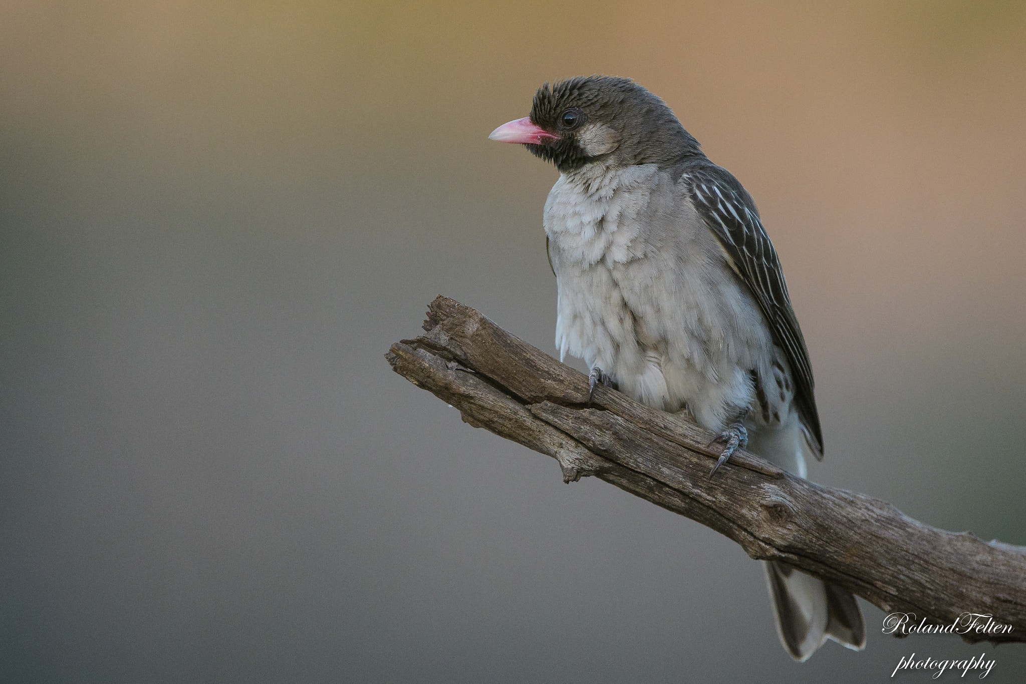 Nikon D500 sample photo. Greater honeyguide photography