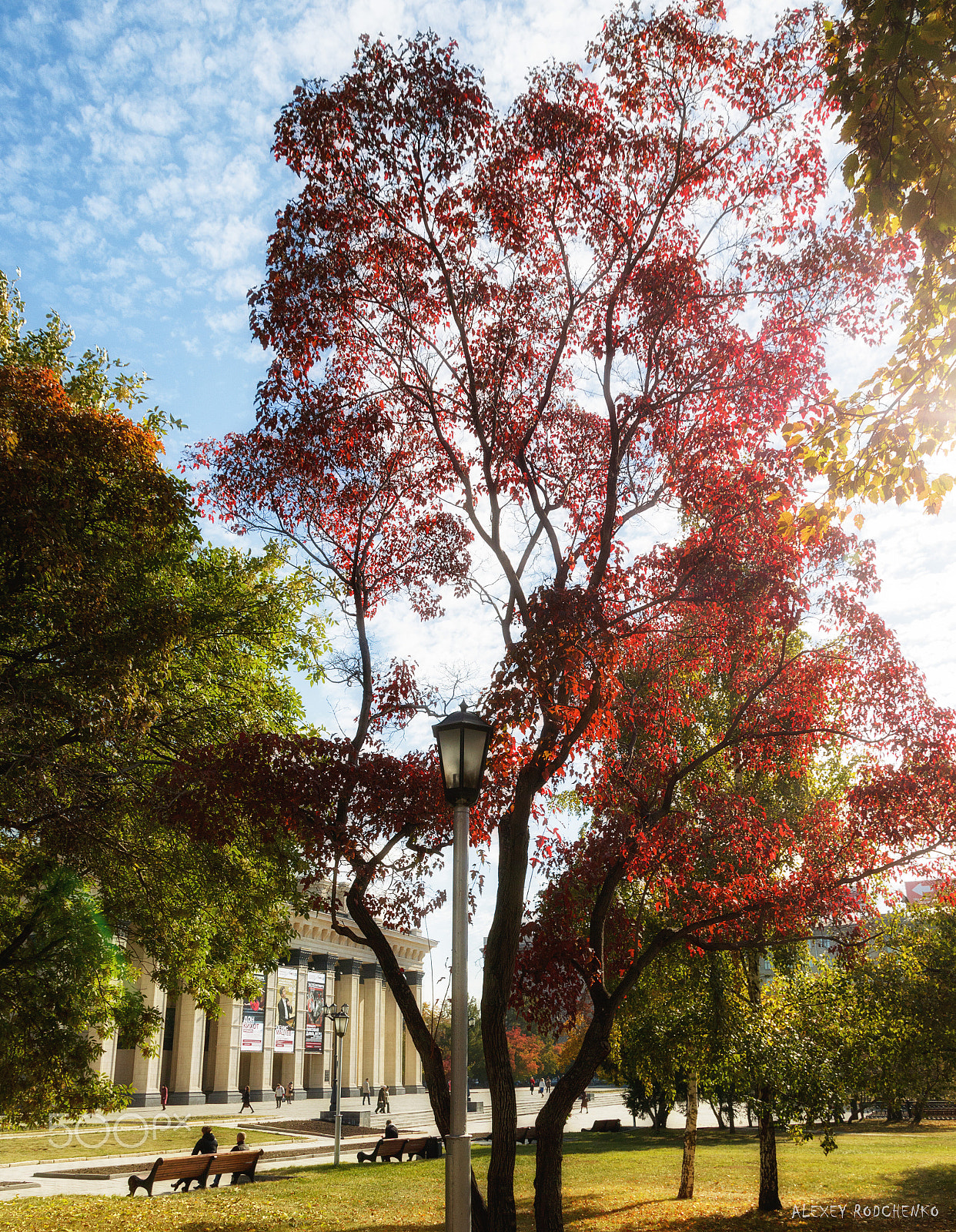Canon EOS 750D (EOS Rebel T6i / EOS Kiss X8i) sample photo. Red leaves tree photography