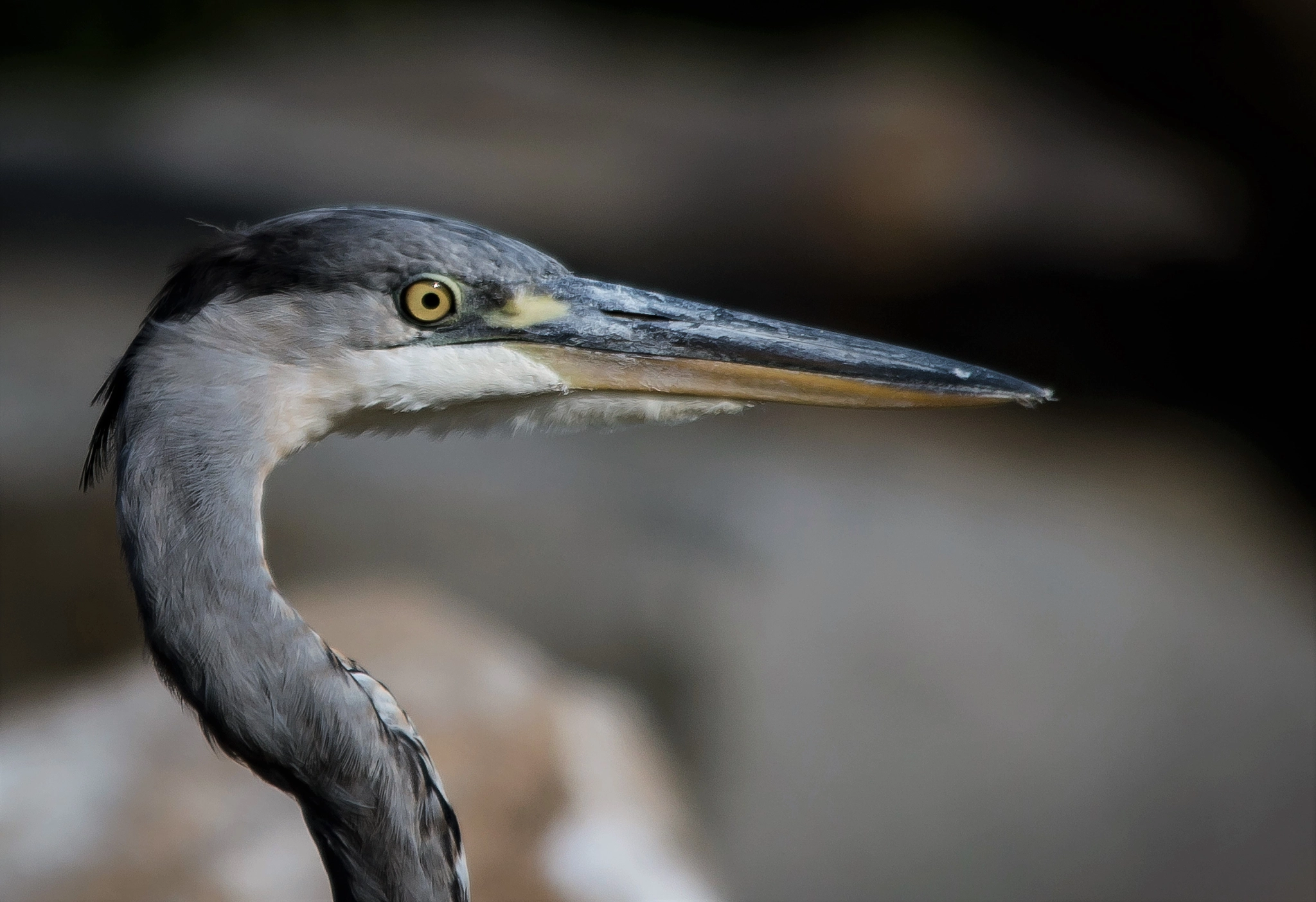 Sigma 150-500mm F5-6.3 DG OS HSM sample photo. Graureiher photography