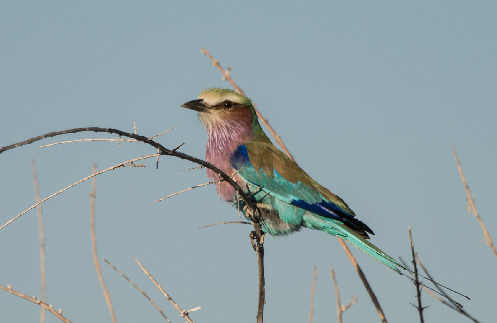 Sony 70-400mm F4-5.6 G SSM II sample photo. Lilac breasted roller, namibia photography