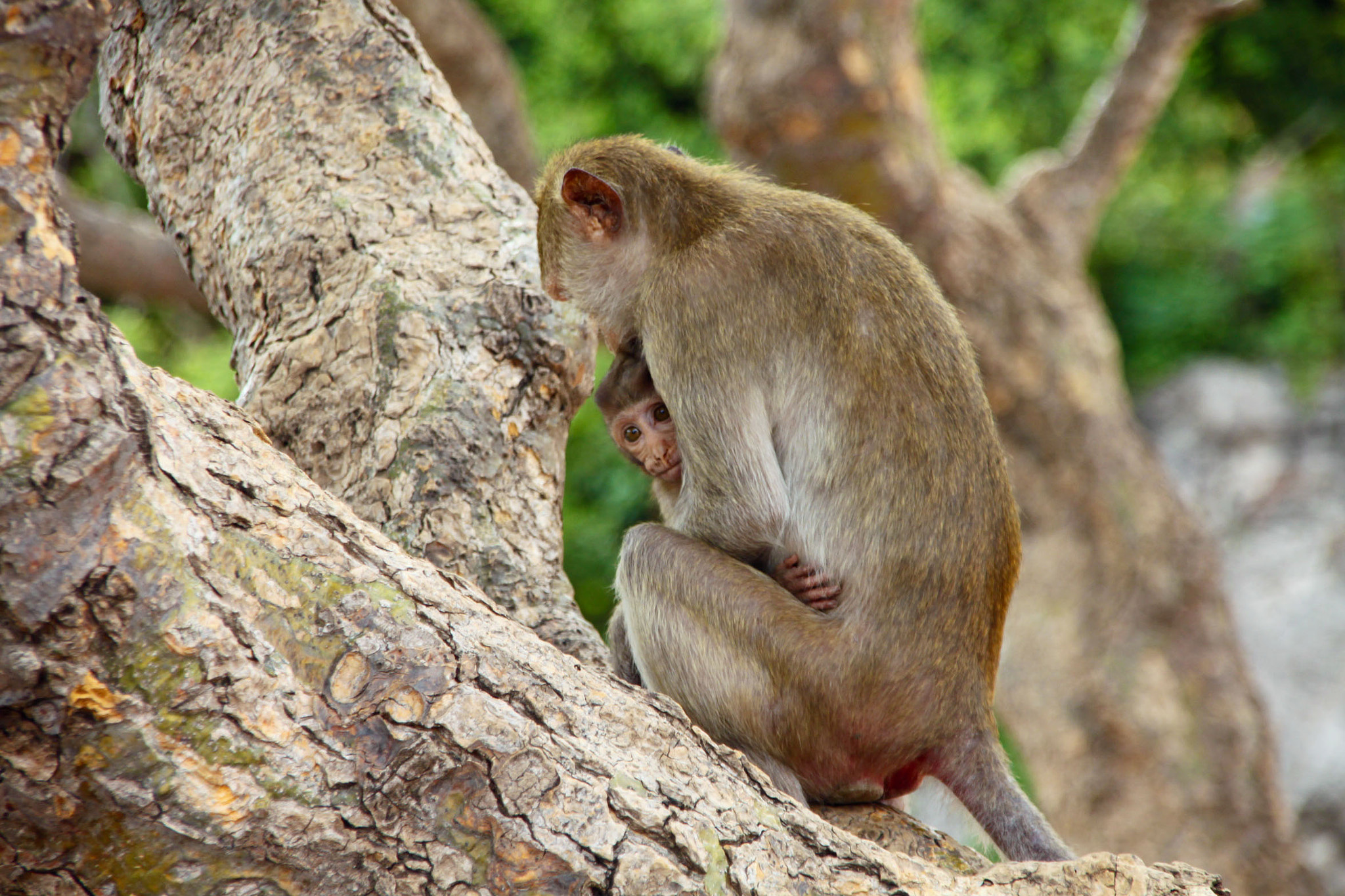 Canon EOS 500D (EOS Rebel T1i / EOS Kiss X3) + Sigma 18-200mm f/3.5-6.3 DC OS sample photo. Monkey - ratchaburi thailand photography