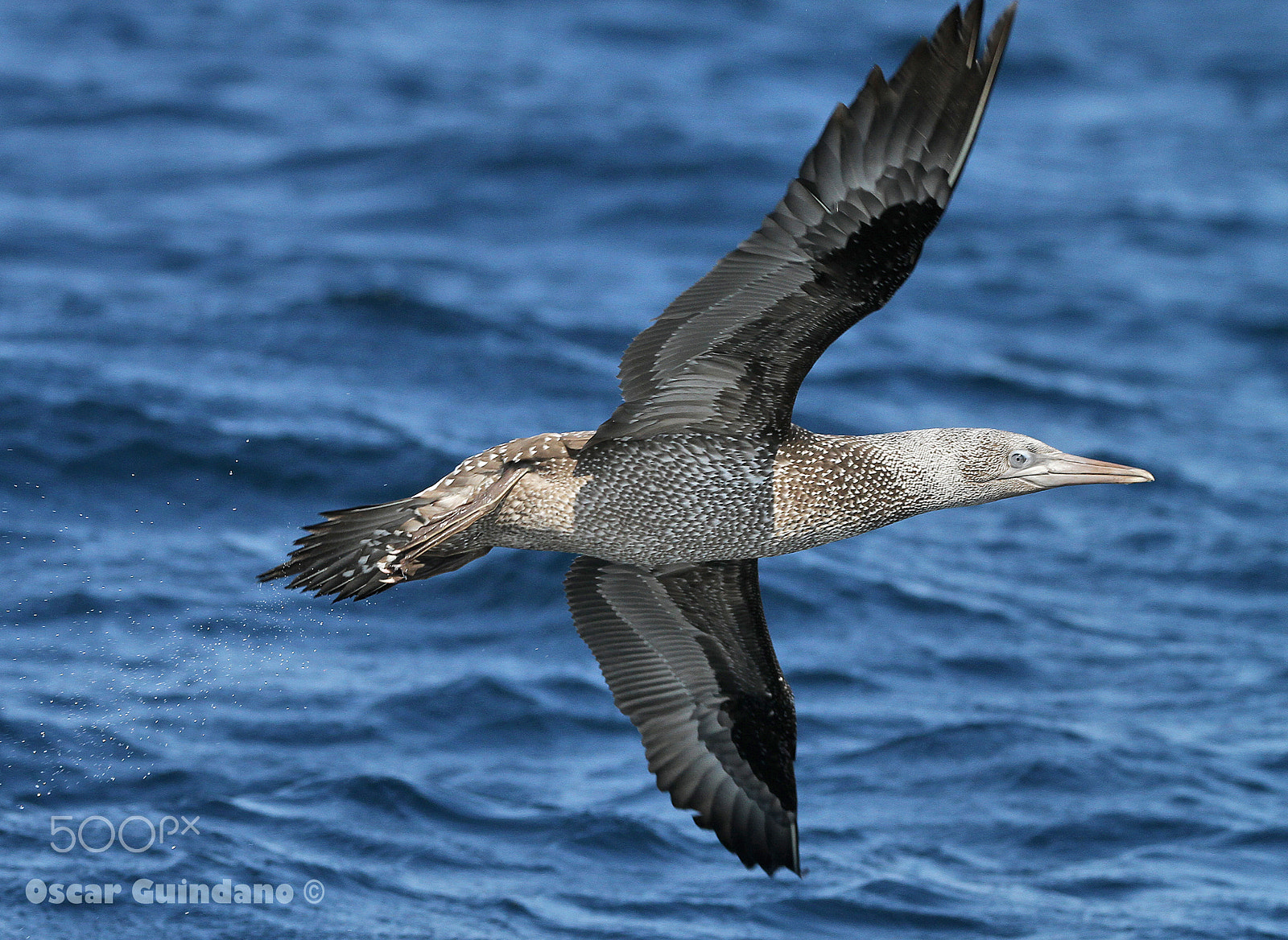 Sigma 150-600mm F5-6.3 DG OS HSM | C sample photo. Alcatraz joven photography