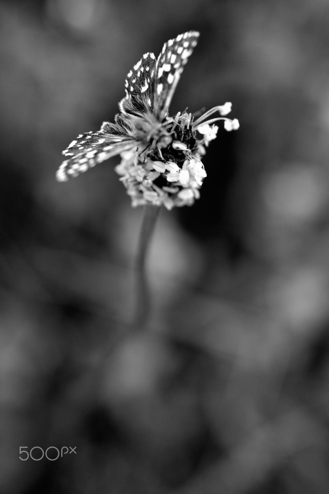 Nikon AF-S DX Micro Nikkor 40mm F2.8 sample photo. The peacock photography