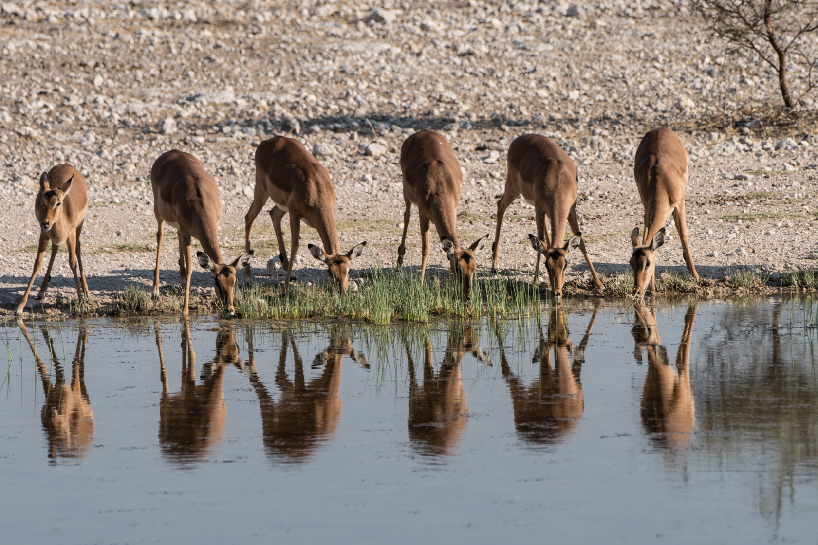 Sony a6300 + Sony 70-400mm F4-5.6 G SSM II sample photo. Impala´s, namibia photography