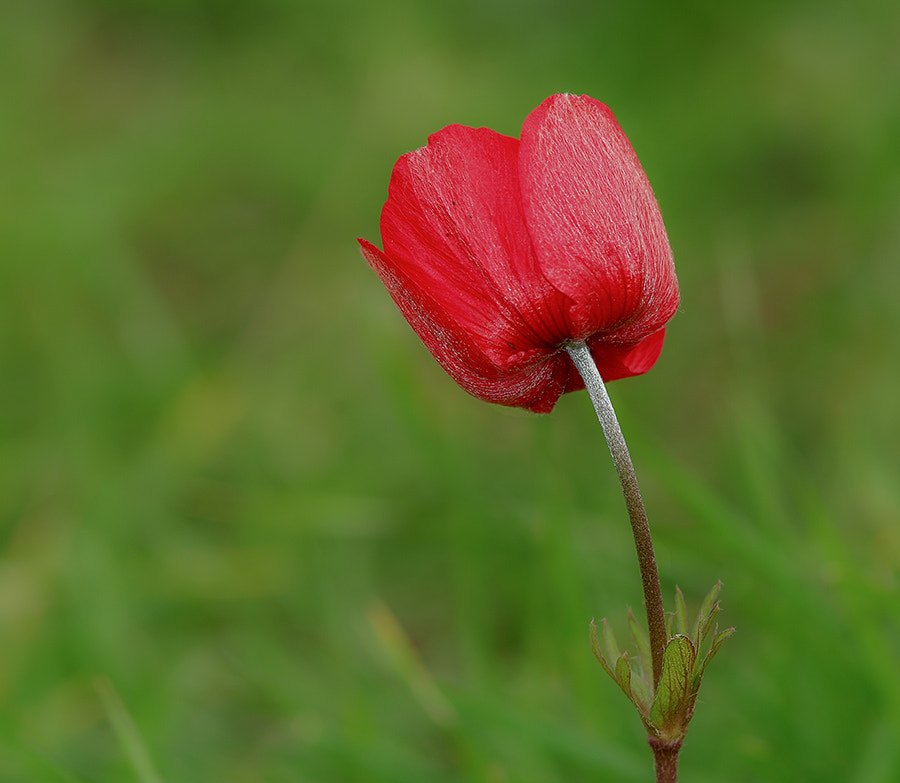 smc PENTAX-FA Macro 100mm F2.8 sample photo. Anemon photography