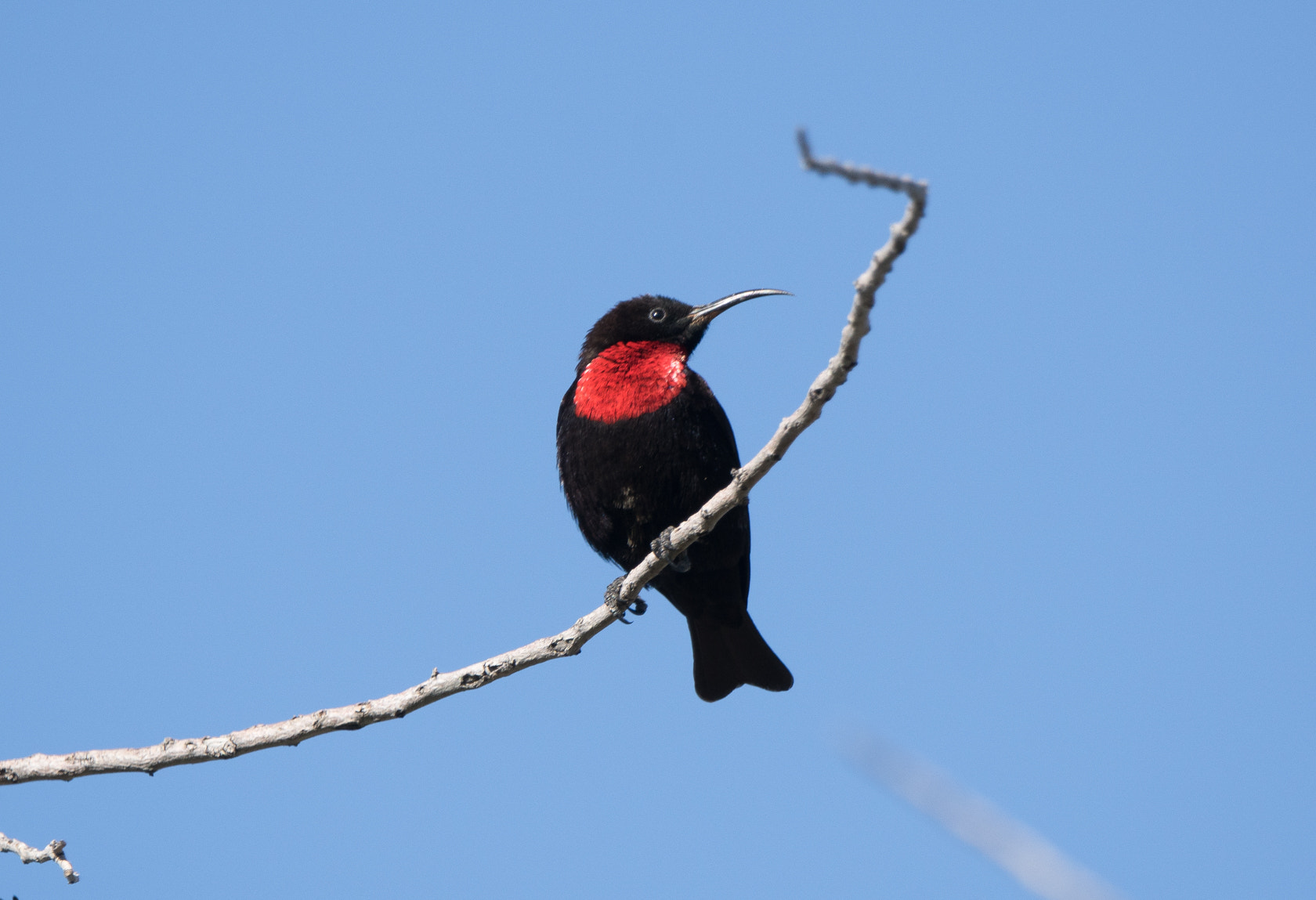 Sony ILCA-77M2 sample photo. Scarlet-chested sunbird, namibia photography
