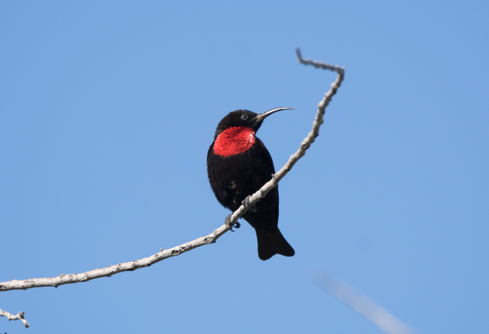Sony 70-400mm F4-5.6 G SSM II sample photo. Scarlet-chested sunbird, namibia photography