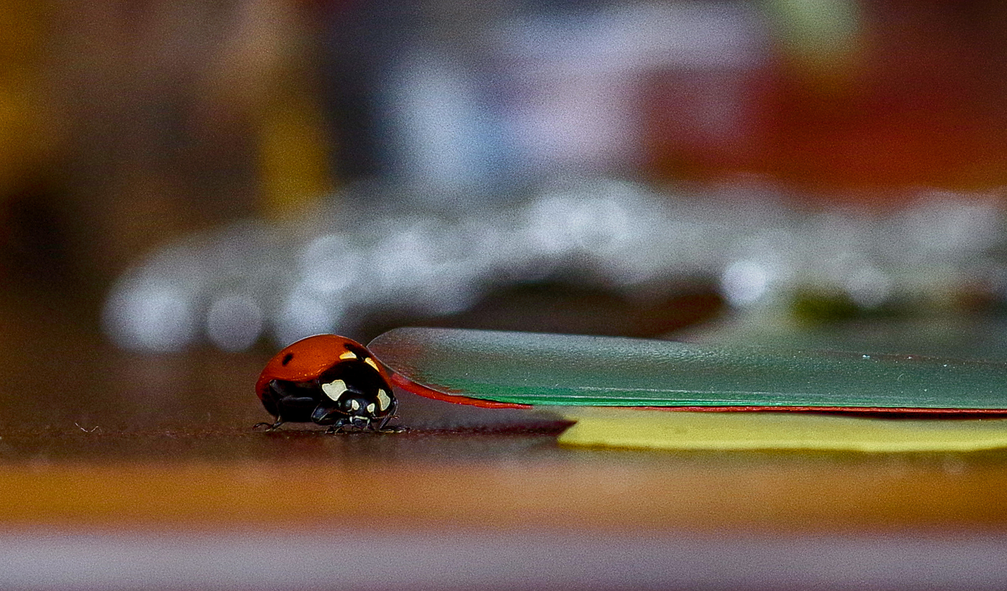 Pentax smc D-FA 100mm F2.8 Macro WR sample photo. "i need the yellow folder " :) photography