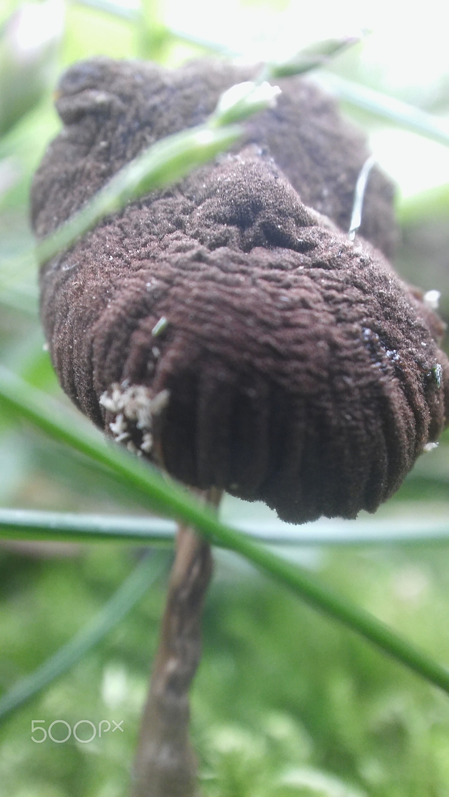 LG SPIRIT 4G LTE sample photo. Mushroom photography