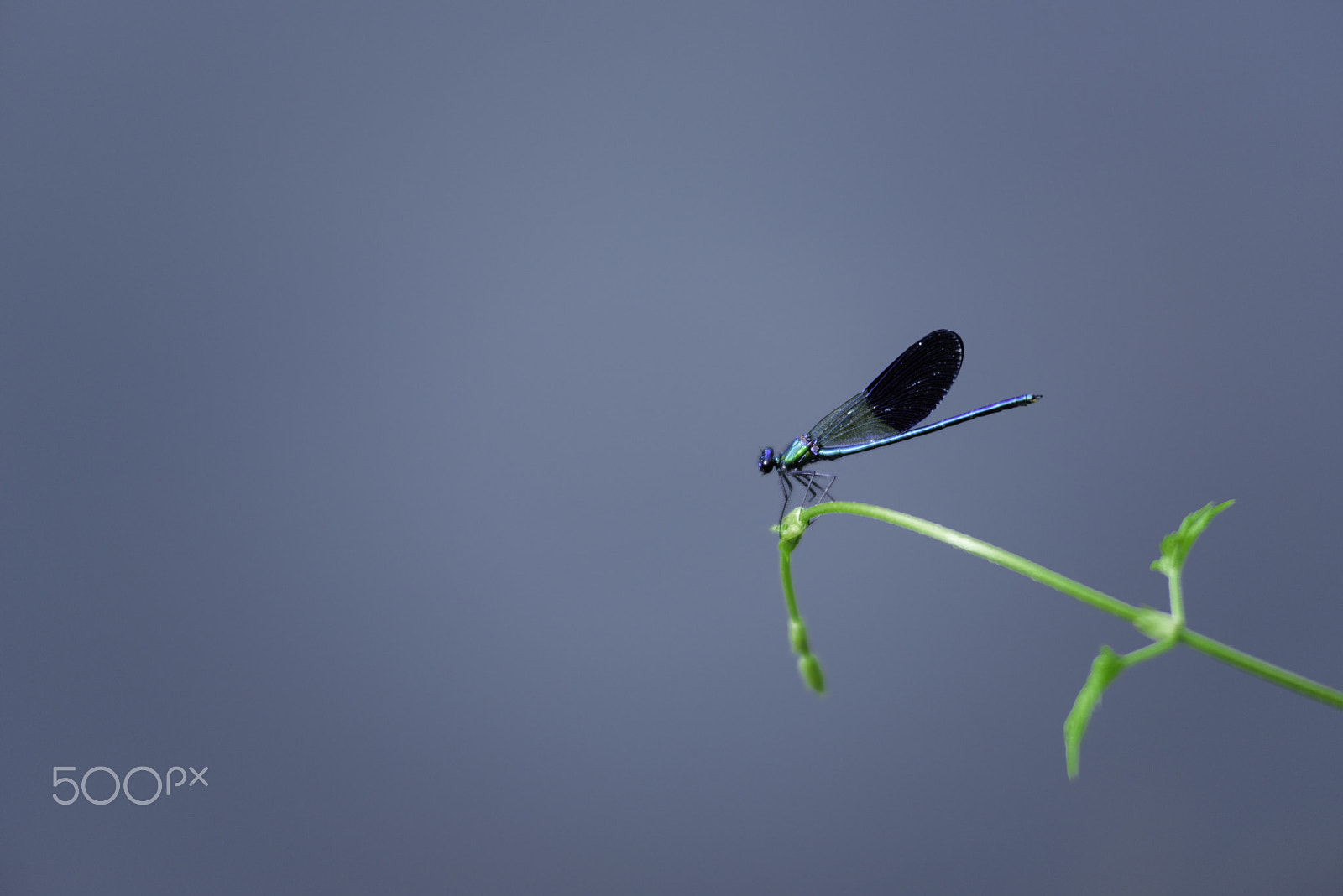 AF Zoom-Nikkor 80-200mm f/2.8 ED sample photo. Damselfly, caballito del diablo, with natural background photography