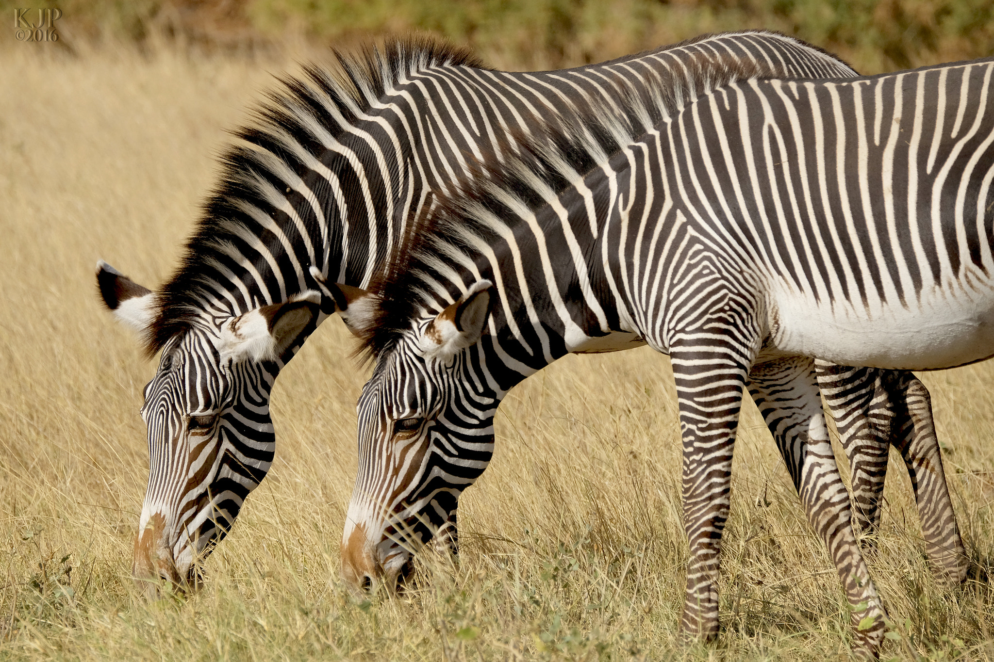 Fujifilm XF 100-400mm F4.5-5.6 R LM OIS WR sample photo. Grévy's zebra photography