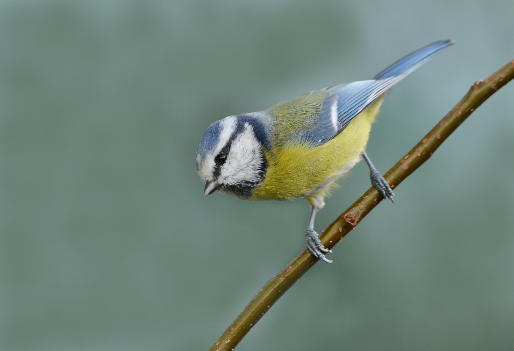 Nikon D600 + Nikon AF-S Nikkor 500mm F4G ED VR sample photo. Pimpelmees photography