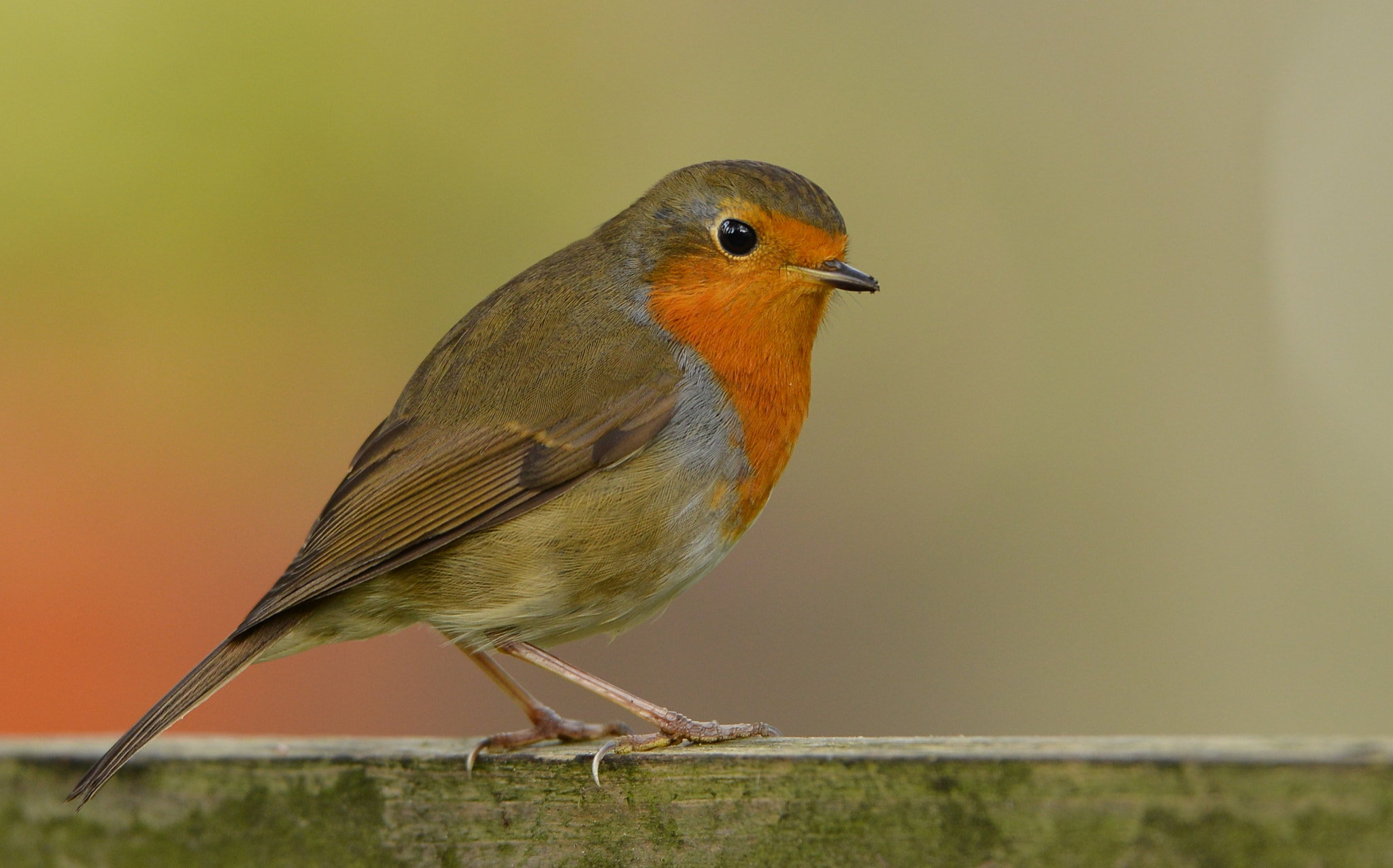 Nikon D600 + Nikon AF-S Nikkor 500mm F4G ED VR sample photo. Red robin photography