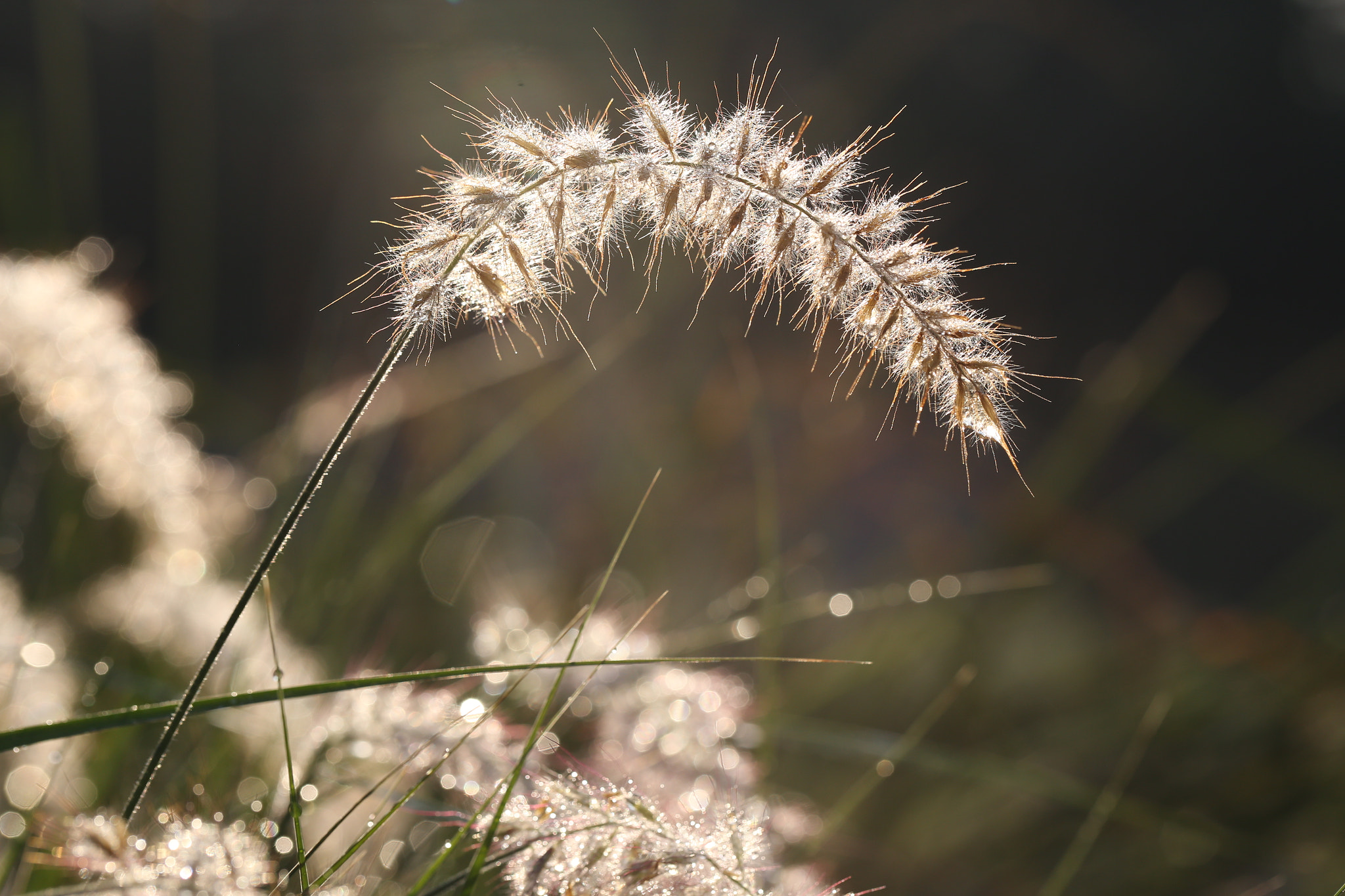 Canon EOS 6D + Canon EF 100mm F2.8L Macro IS USM sample photo. Morning dew photography