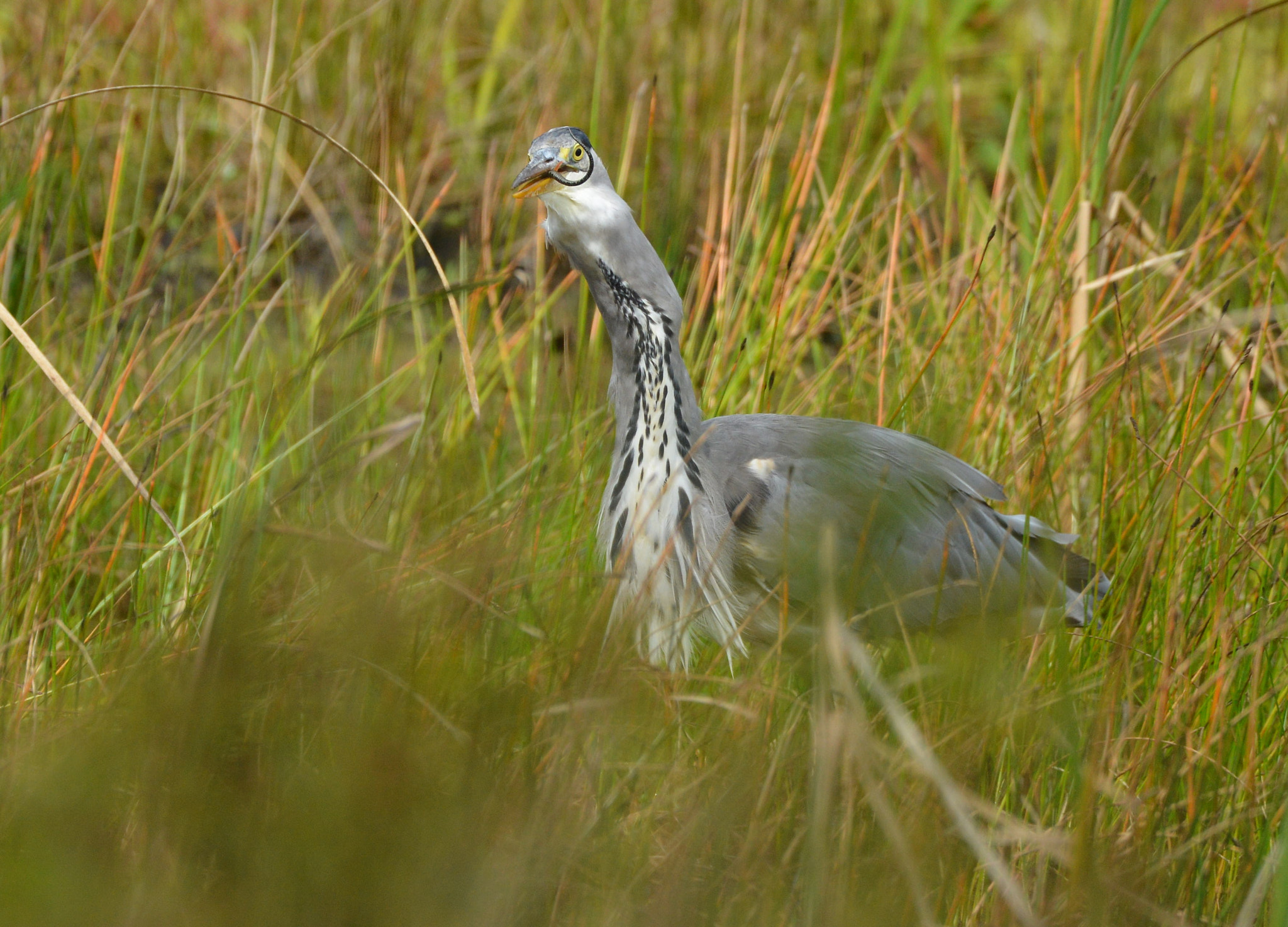 Nikon D600 + Nikon AF-S Nikkor 500mm F4G ED VR sample photo. The last piece.... photography
