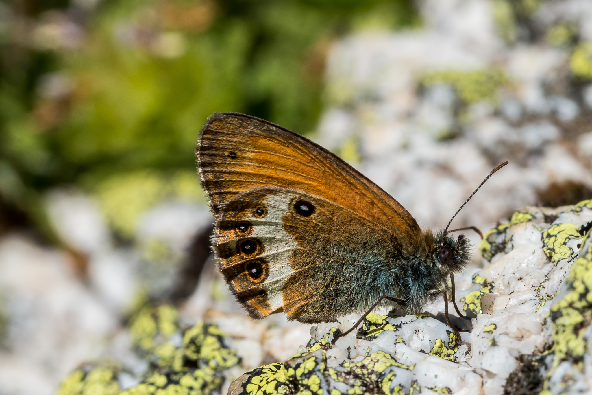 Canon EOS 70D + Canon EF 100mm F2.8L Macro IS USM sample photo. Coenonympha arcania photography