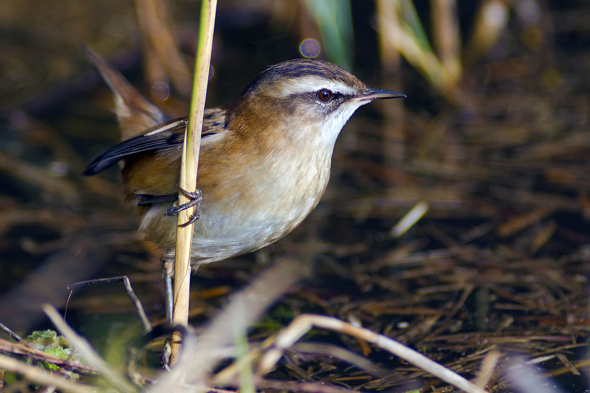 Canon EF 300mm f/2.8L + 2x sample photo. Moustached warbler photography
