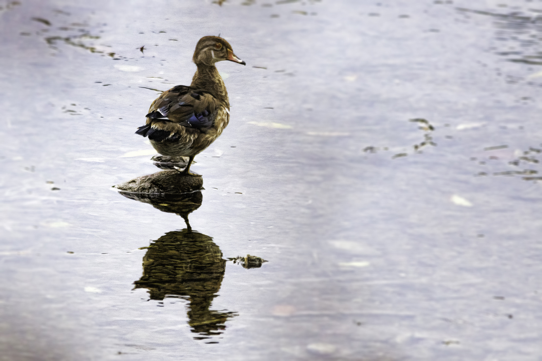 Sigma 150-500mm F5-6.3 DG OS HSM sample photo. Balancing act photography