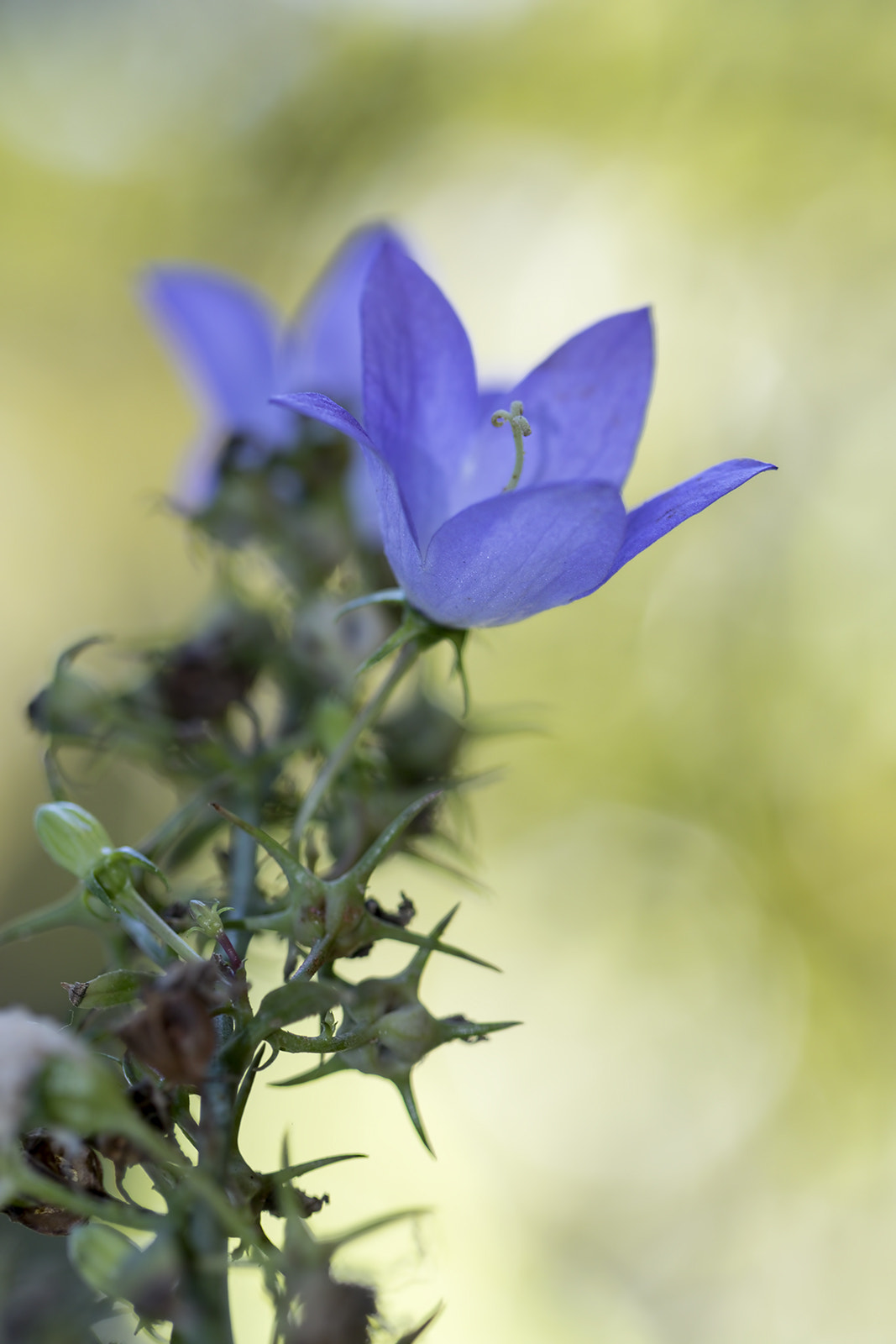 Canon EF 100mm F2.8L Macro IS USM sample photo. Fleur photography