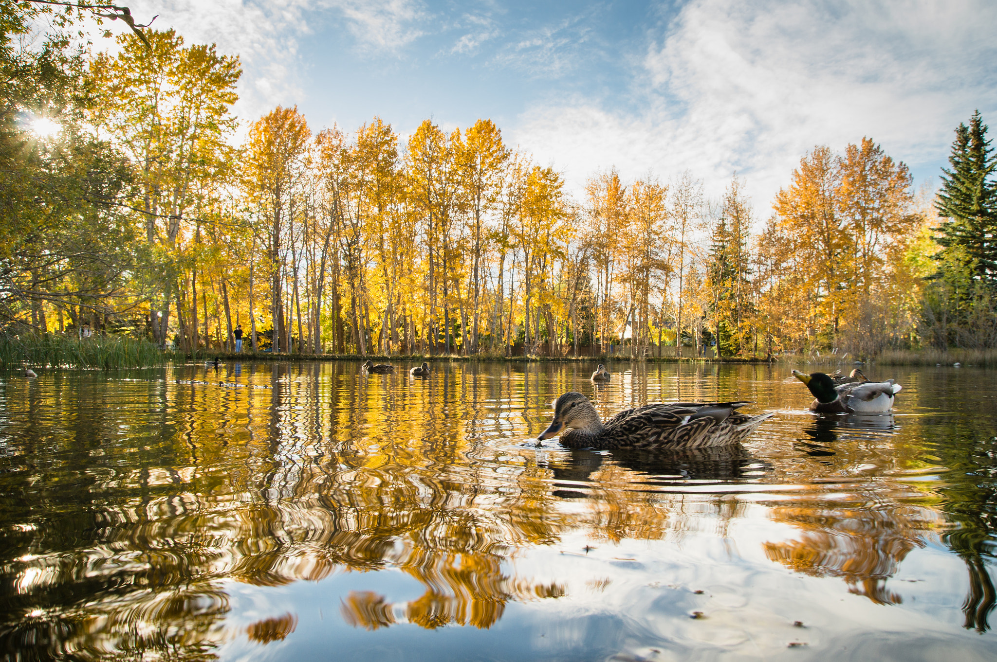 Sony SLT-A57 sample photo. Autumnal pond photography