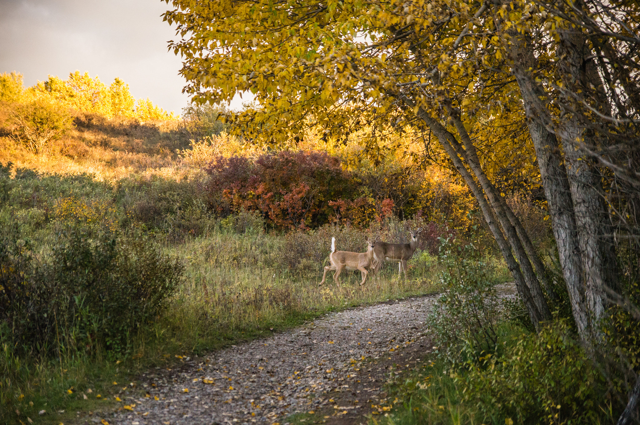 Sony SLT-A57 sample photo. Deer friends photography