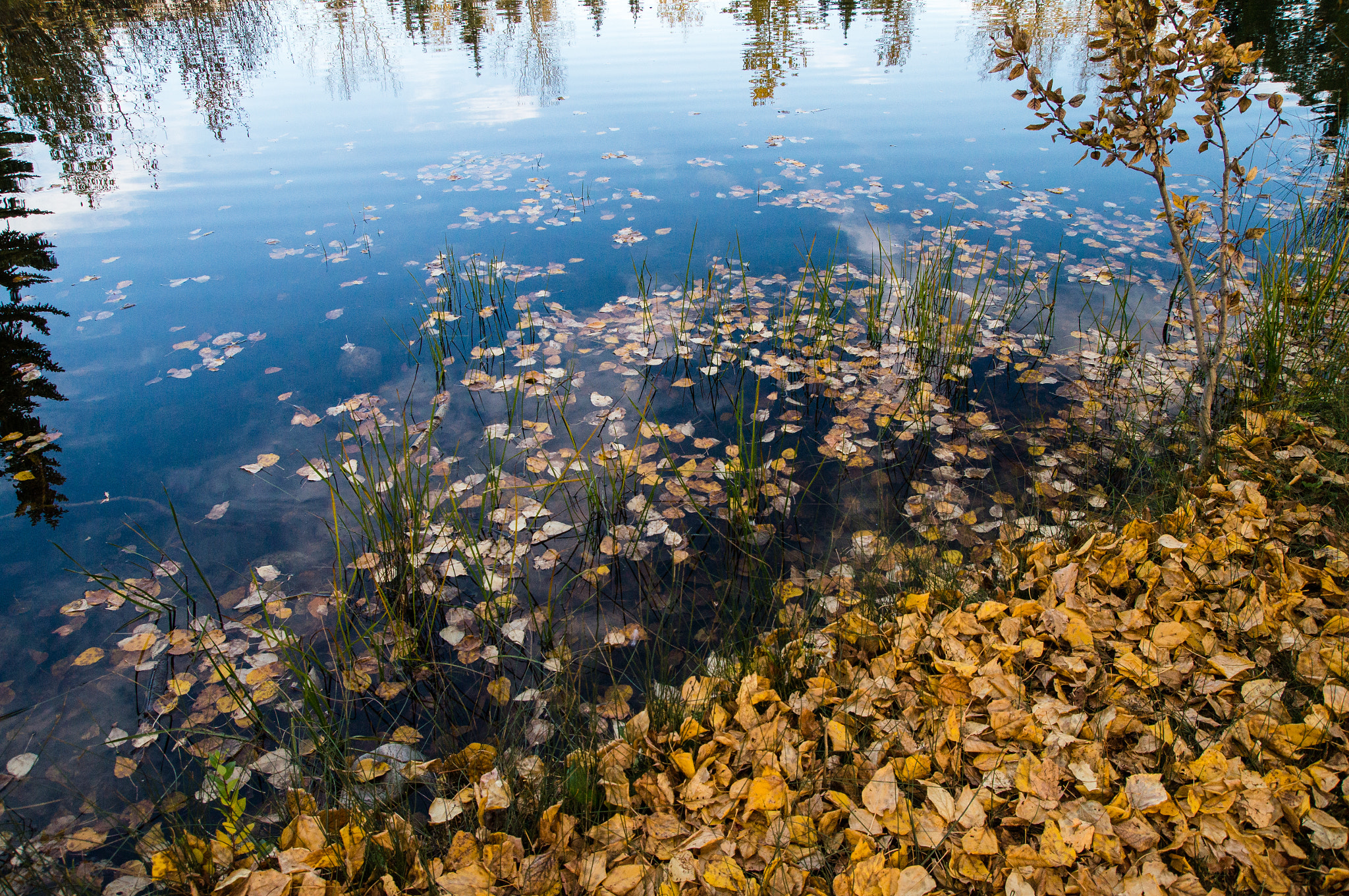 Sony SLT-A57 sample photo. Reflections of autumn photography