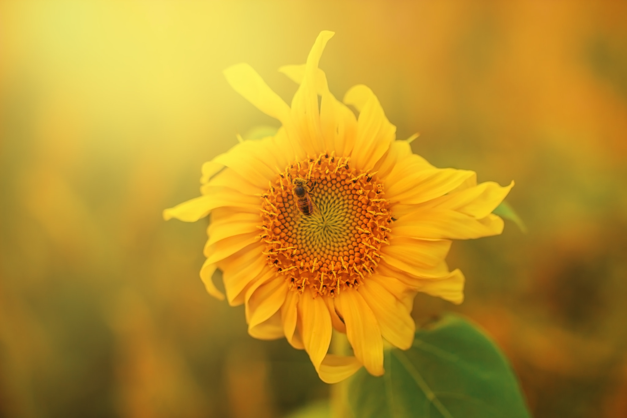 Canon EOS 550D (EOS Rebel T2i / EOS Kiss X4) sample photo. Macro shot of a honey bee sitting on  sunflower in  garden in photography