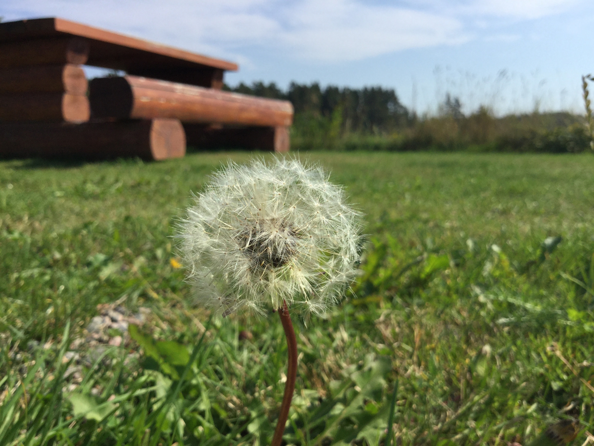 Apple iPod7,1 sample photo. Dandelion photography