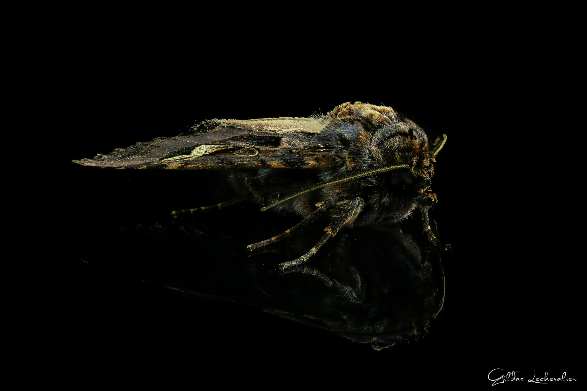 Canon EF 100mm F2.8 Macro USM sample photo. Sphinx photography