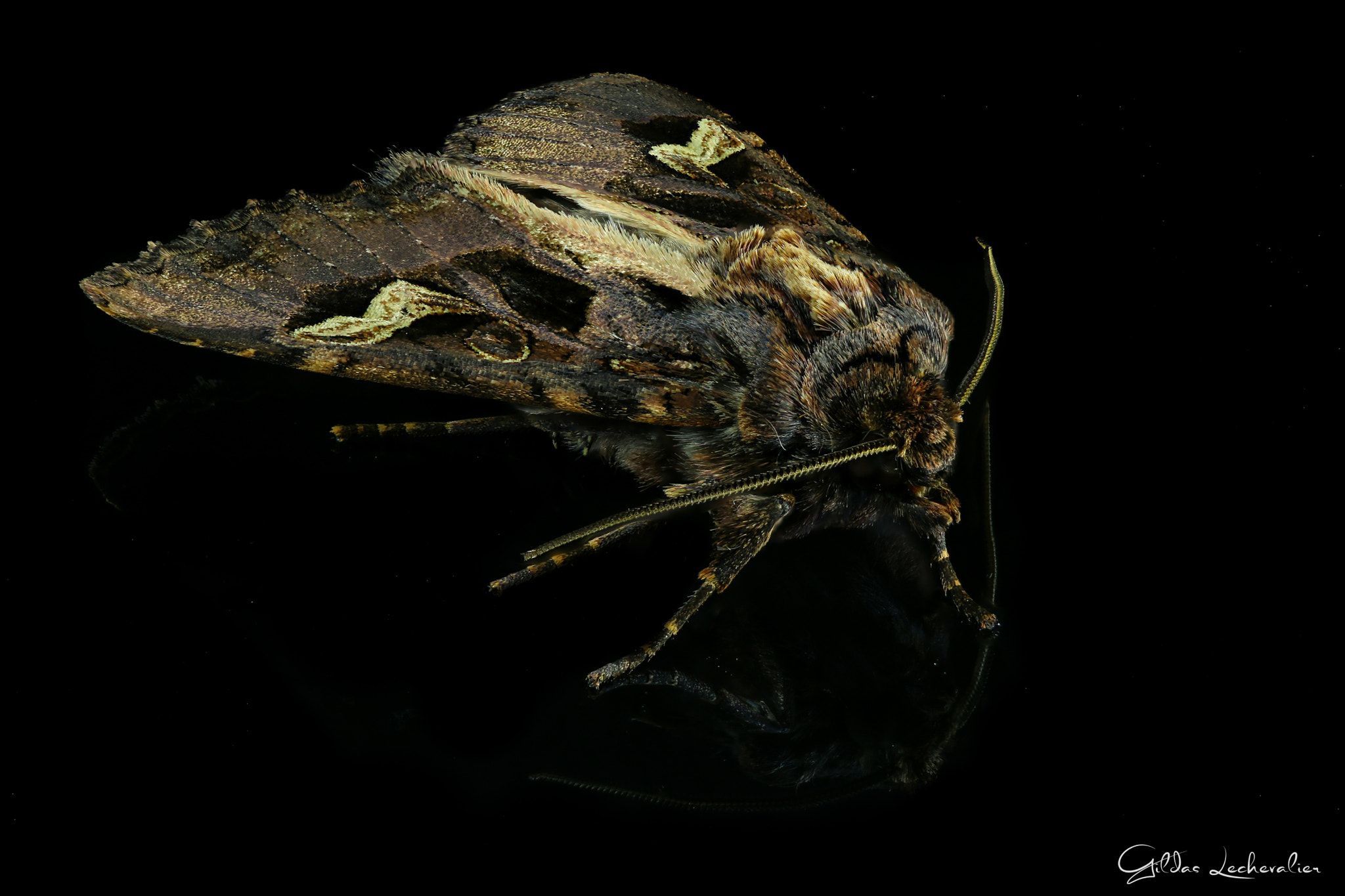 Canon EF 100mm F2.8 Macro USM sample photo. Sphinx photography