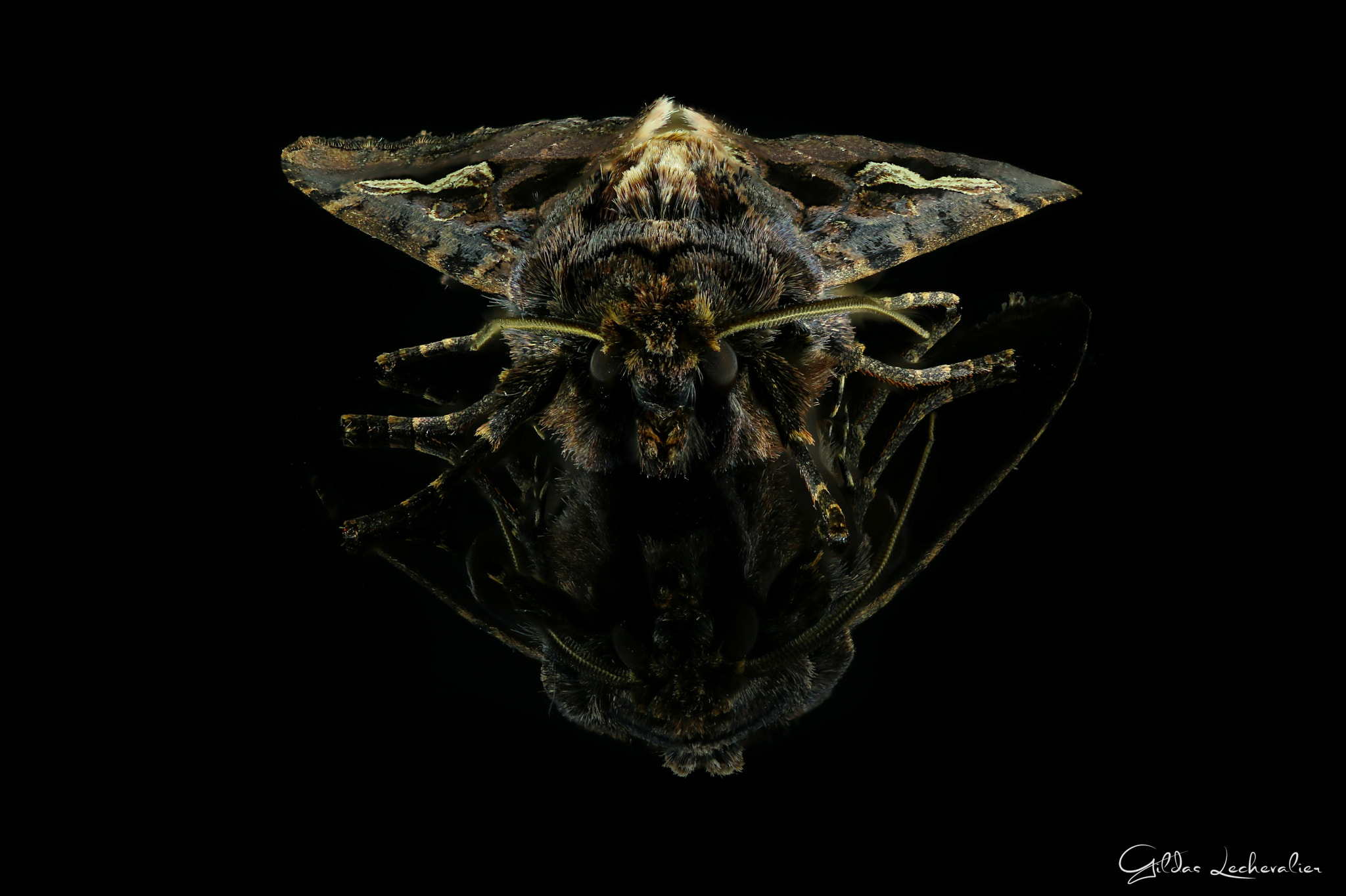 Canon EF 100mm F2.8 Macro USM sample photo. Sphinx photography