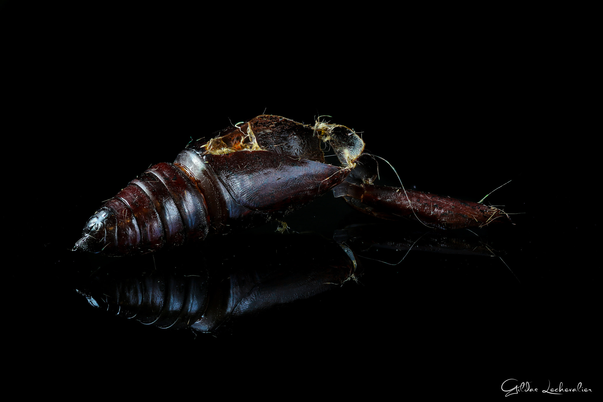 Canon EF 100mm F2.8 Macro USM sample photo. Sphinx photography