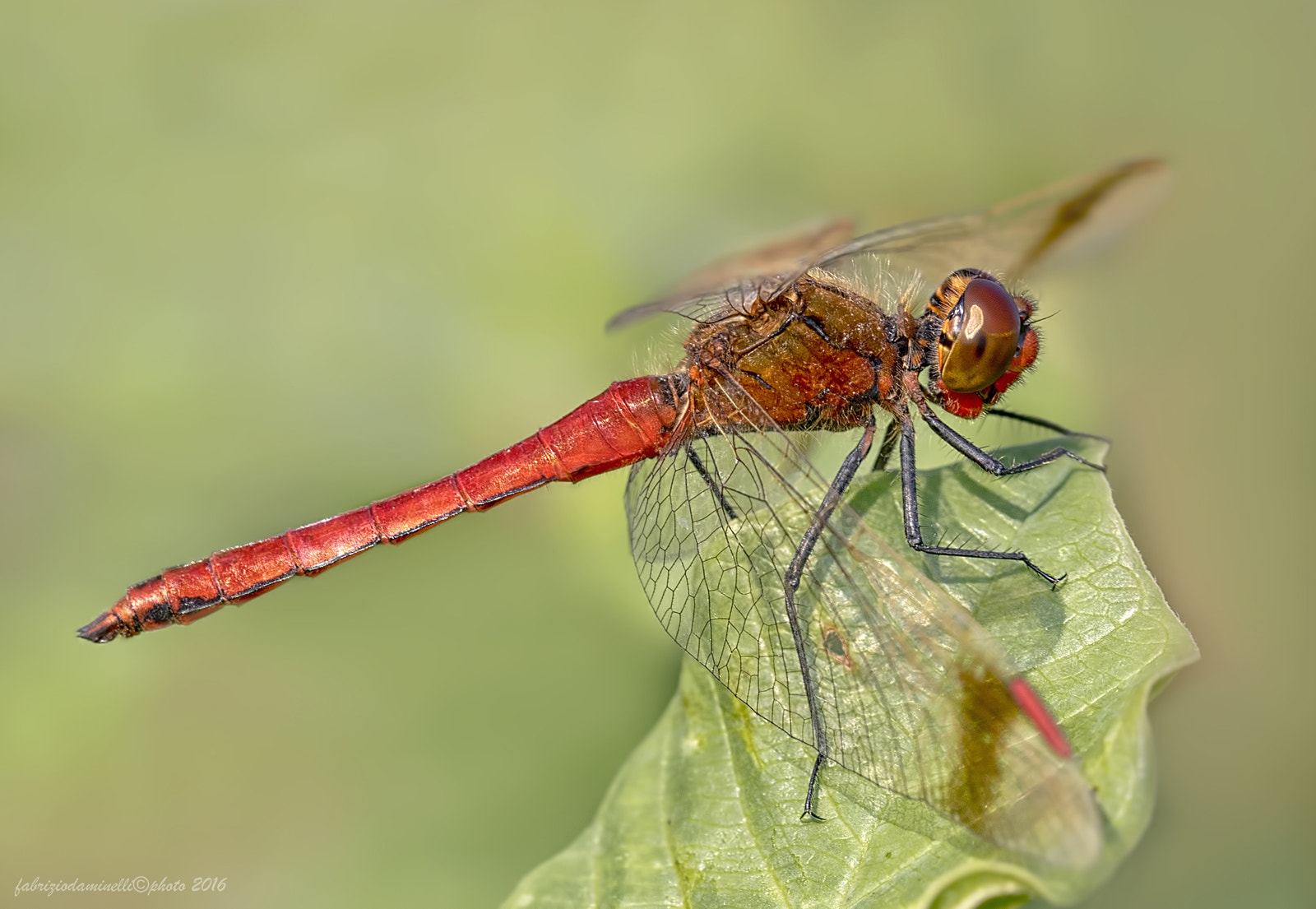 Canon EOS 7D Mark II + Canon EF 100mm F2.8L Macro IS USM sample photo. Sympetrum pedemontanum photography