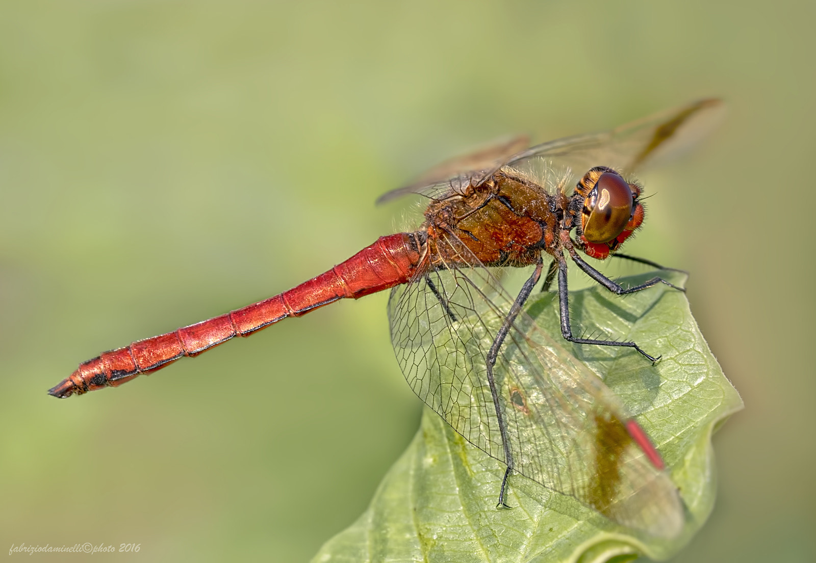 Canon EF 100mm F2.8L Macro IS USM sample photo. Sympetrum pedemontanum photography