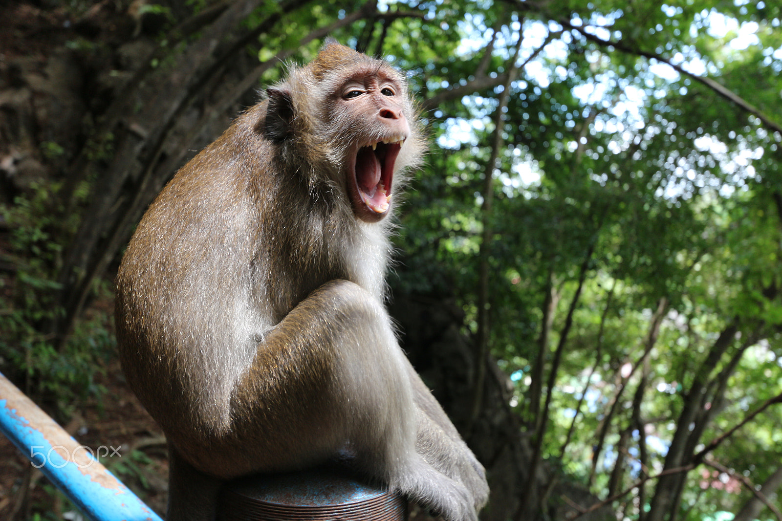 Canon EF-S 10-22mm F3.5-4.5 USM sample photo. Yawning monkey photography
