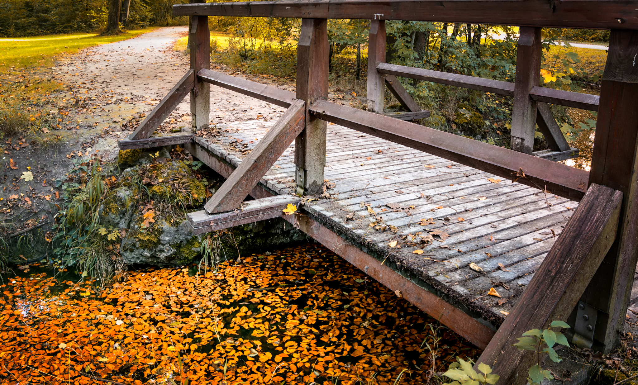 Sony ILCA-77M2 + Tamron SP 24-70mm F2.8 Di VC USD sample photo. Bridge over leaves photography