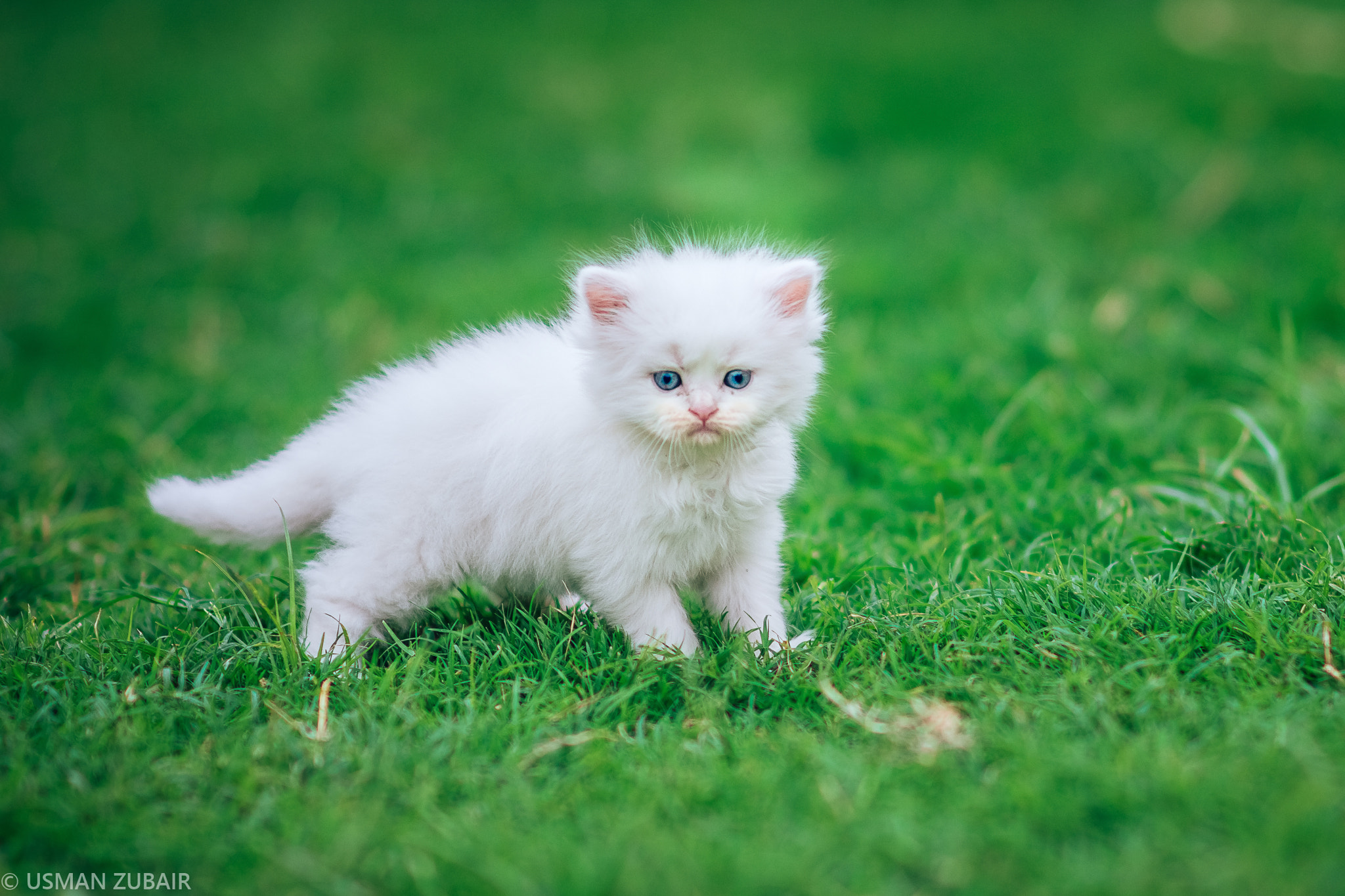 Nikon D7200 + Sigma 85mm F1.4 EX DG HSM sample photo. Kitten photography