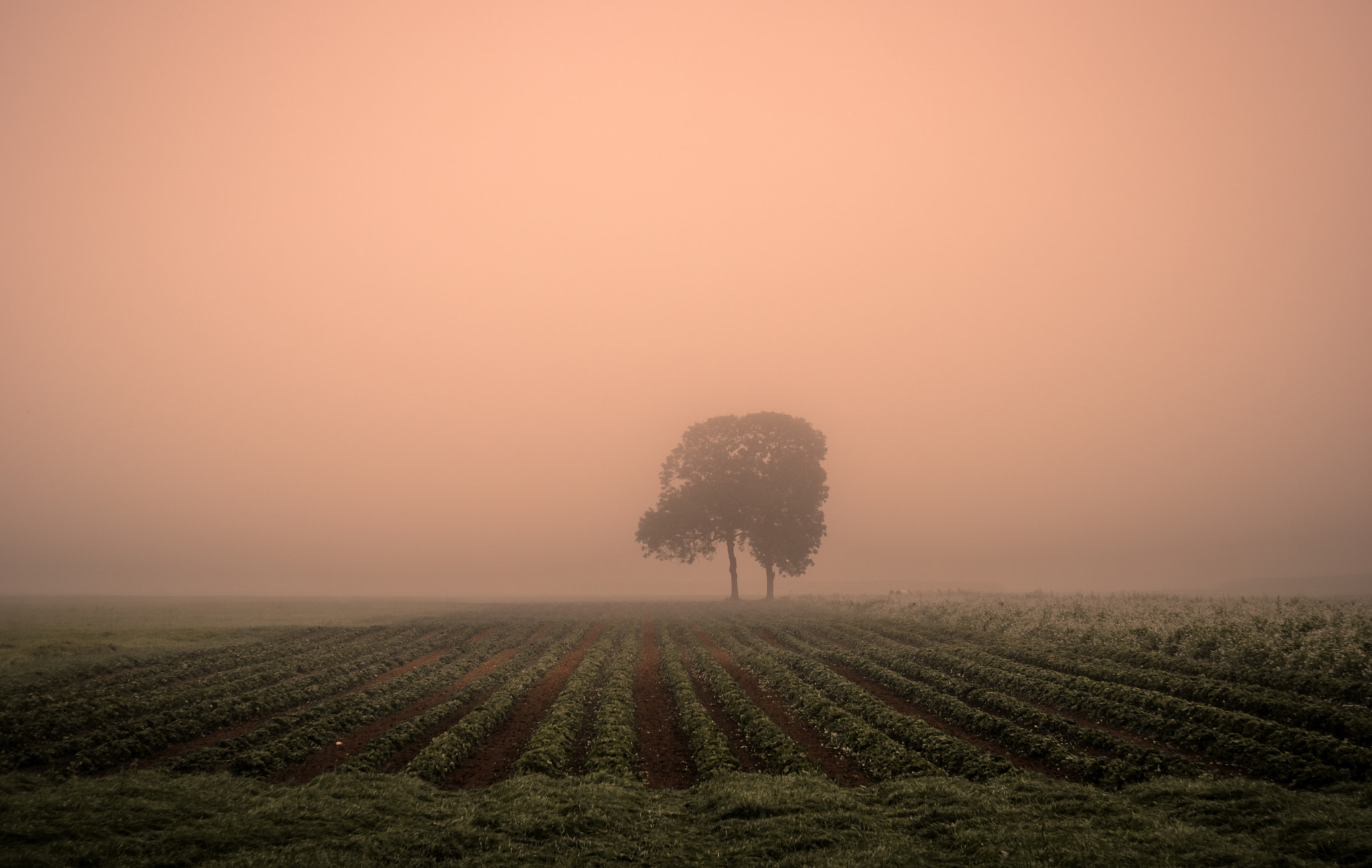 Pentax K-3 II + Pentax smc FA 43mm F1.9 Limited sample photo. Foggy sunrise photography