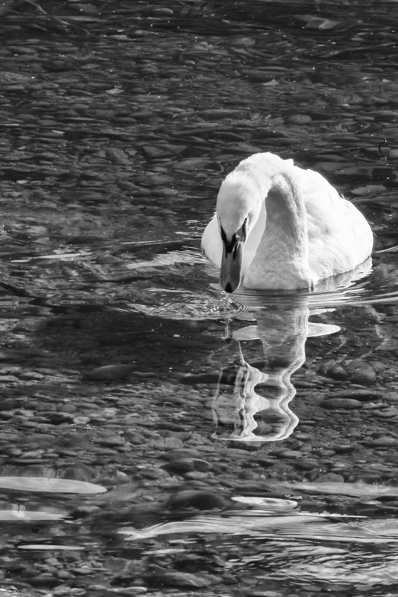 Pentax smc DA 55-300mm F4.0-5.8 ED sample photo. Swan ii photography